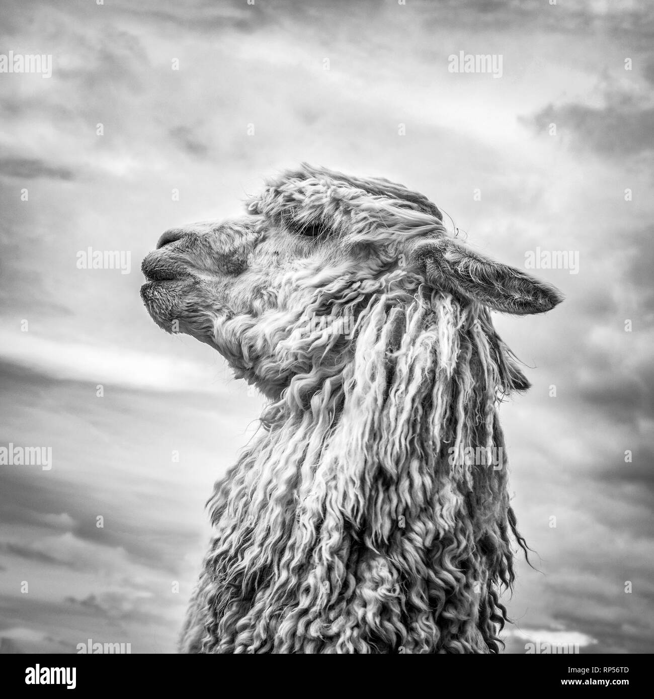Photo de profil d'un Suri Alpaca avec sa polaire de type Dreadlock. Banque D'Images