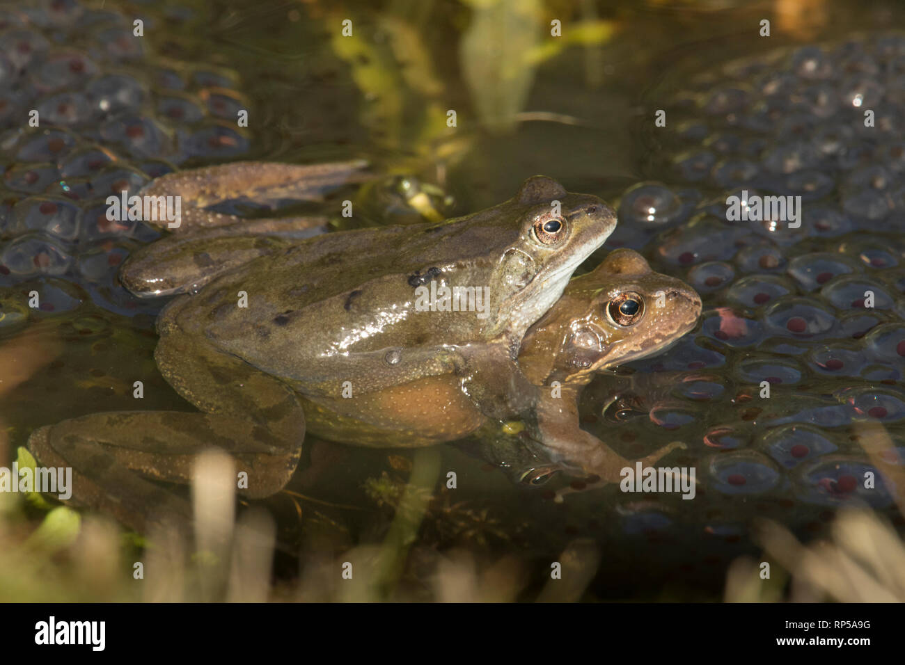 Grenouille Rousse, Rana temporaria, hommes et femmes dans l'accouplement de la rogue de grenouille, paire en amplexus, frai, Février, étang de jardin Banque D'Images