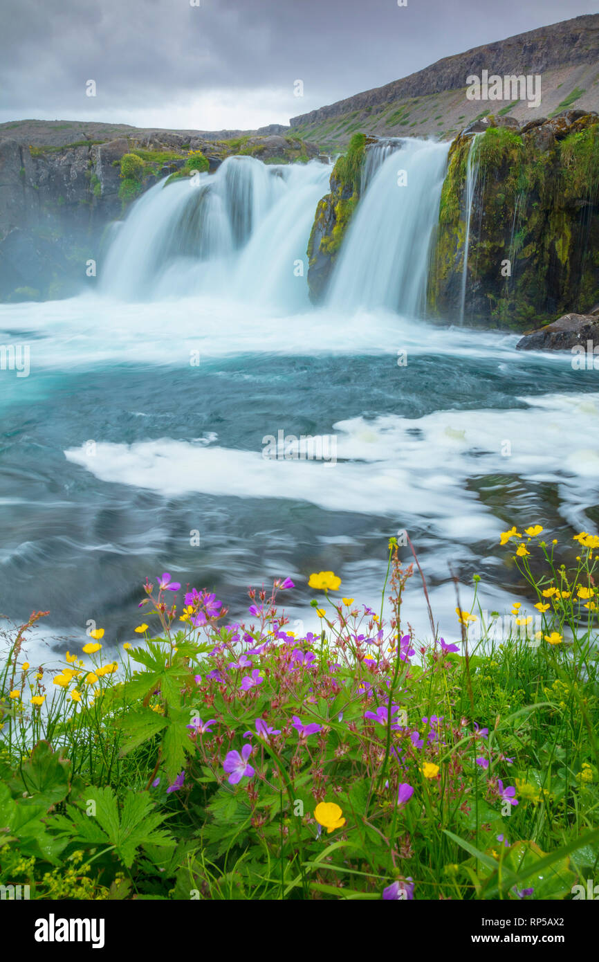 Les fleurs sauvages d'été à côté d'Baejarfoss Sjoarfoss ou cascade, l'une des plus basses tombe en dessous de la cascade Dynjandi. Westfjords, Islande. Banque D'Images