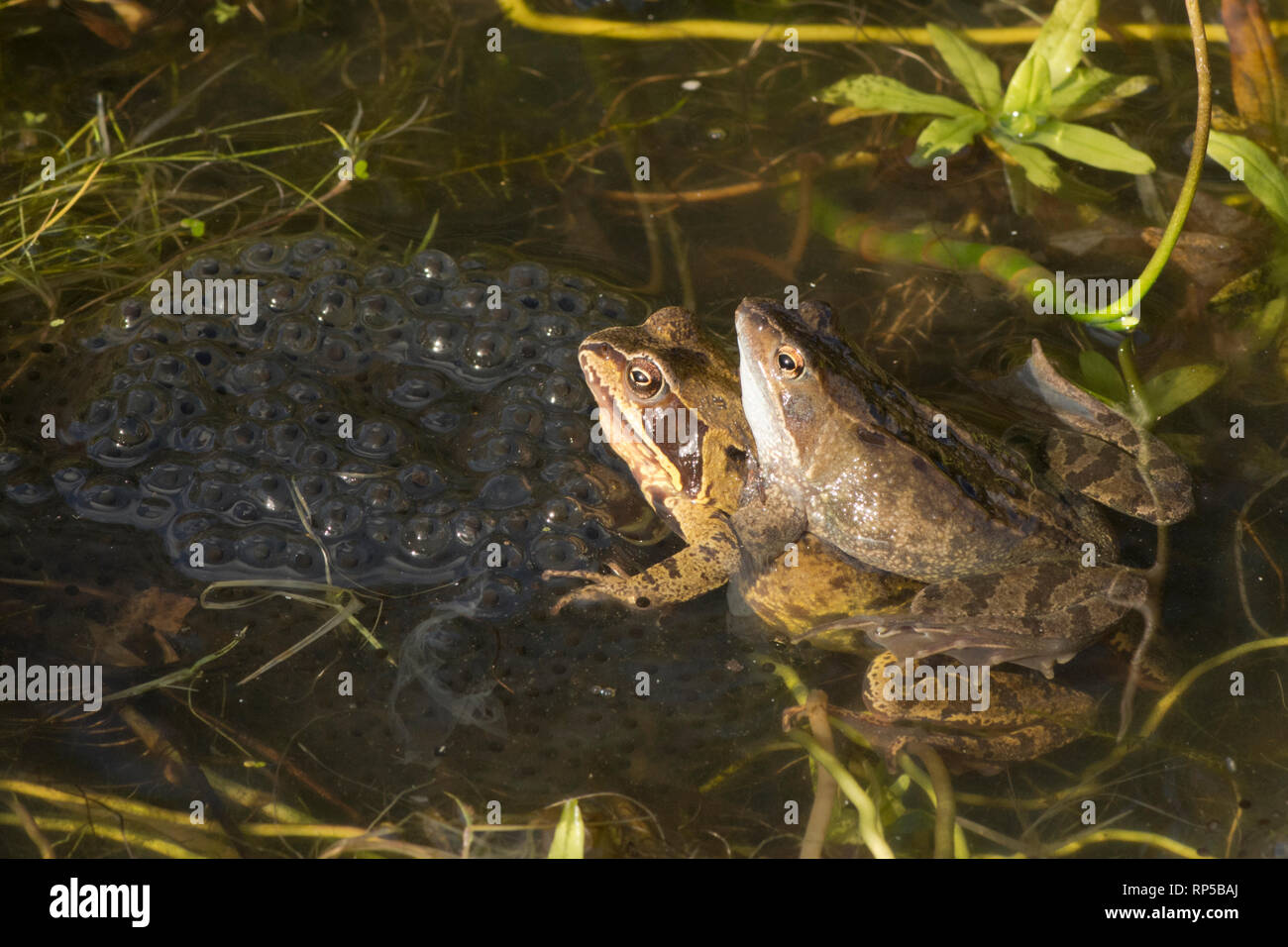 Grenouille Rousse, Rana temporaria, hommes et femmes dans l'accouplement de la rogue de grenouille, paire en amplexus, frai, Février, étang de jardin Banque D'Images