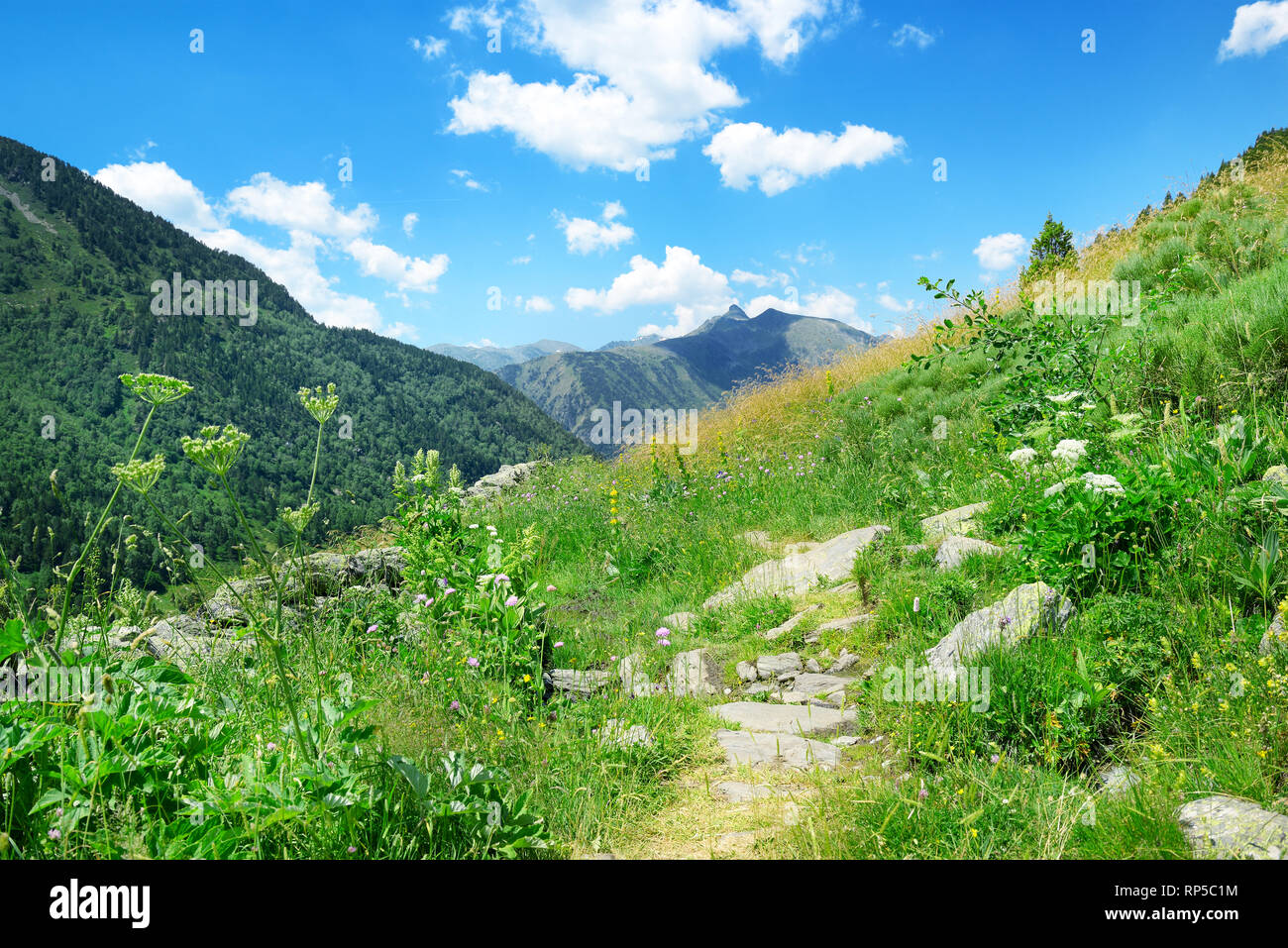 Paysage de montagne avec de l'herbe verte et de fleurs. Andorre, Pyrénées. Banque D'Images