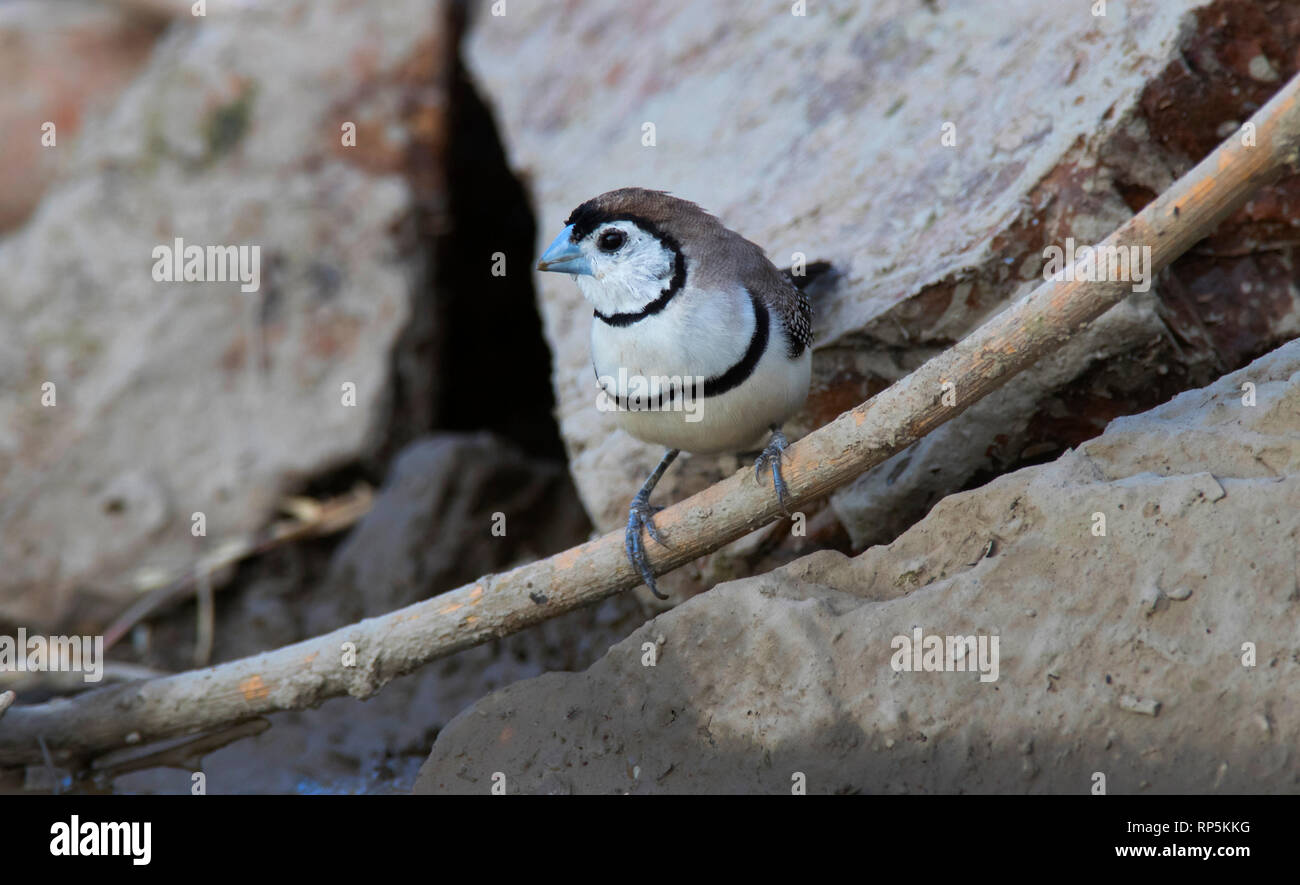 Double-prescription Finch, Taeniopygia bichenovii, également appelé Owl Finch, à croupion noir Double à croupion blanc de prescription Finch à terre avec l'exemplaire sp Banque D'Images