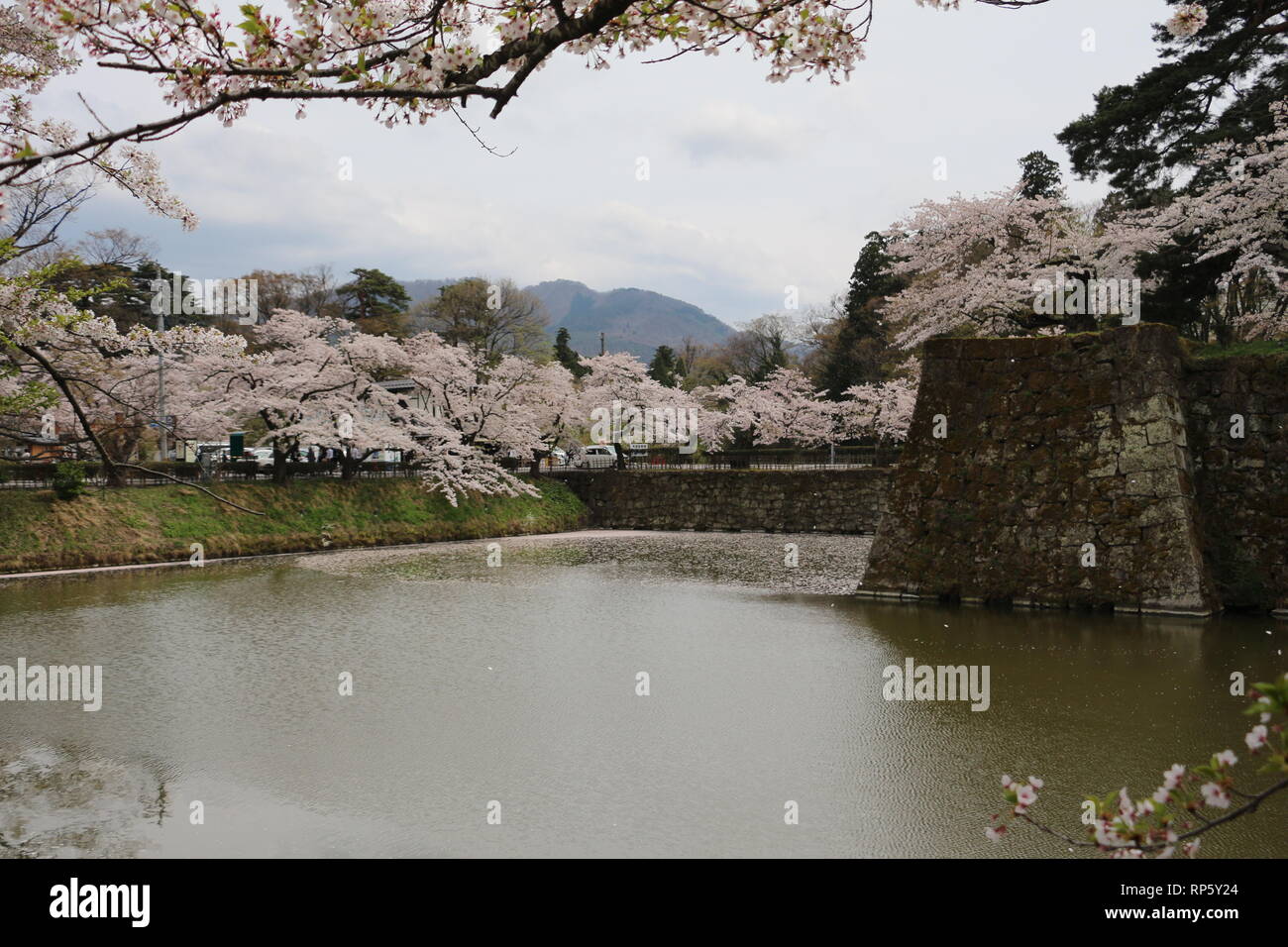 Cherryblossoms près de château Tsurugajo à Aizu-Wakamatsu Banque D'Images