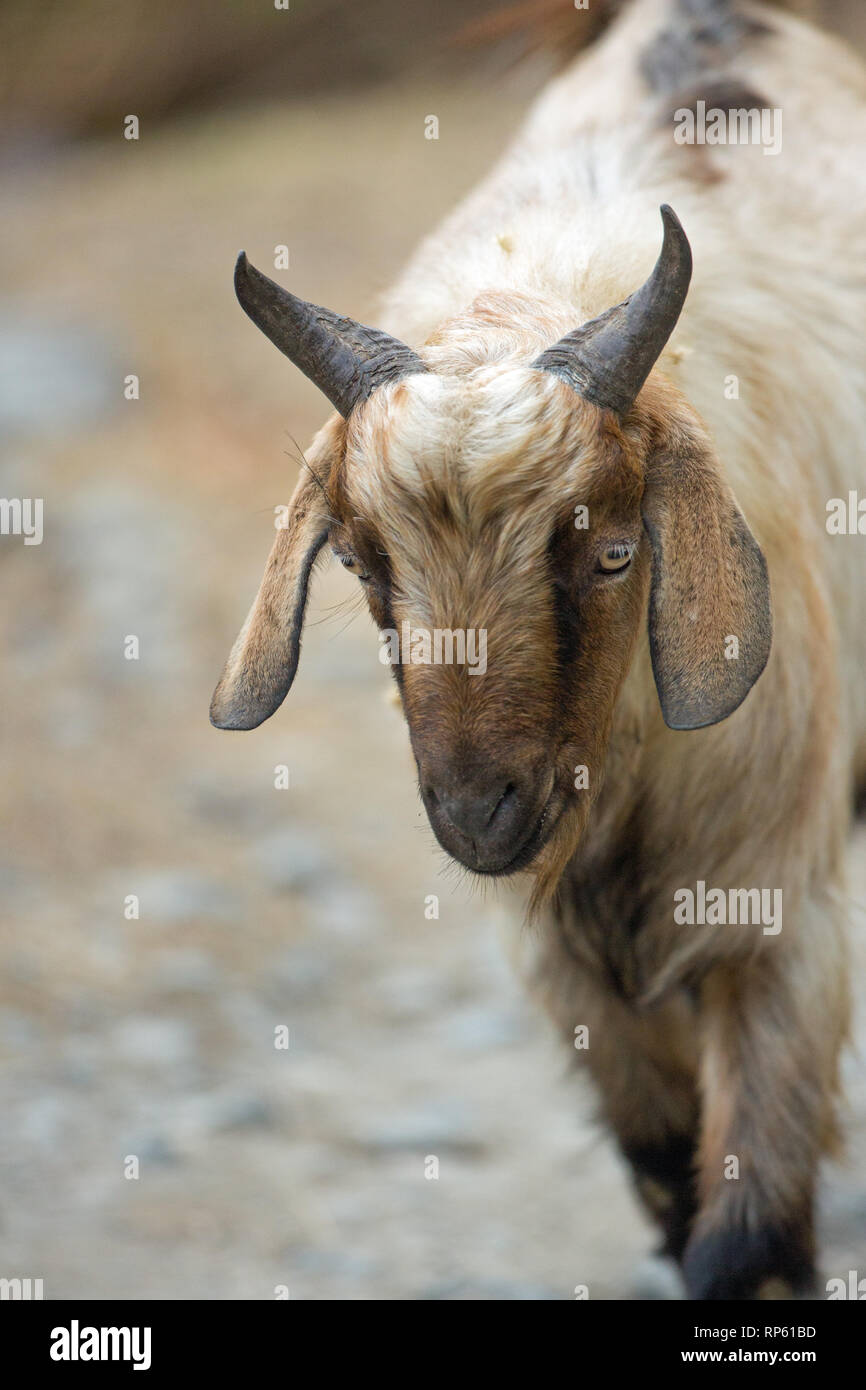La chèvre domestique (Capra hircus). En face, de l'avant. Approche à grands pas. Head.Portrait. Le nord de l'Inde. Banque D'Images