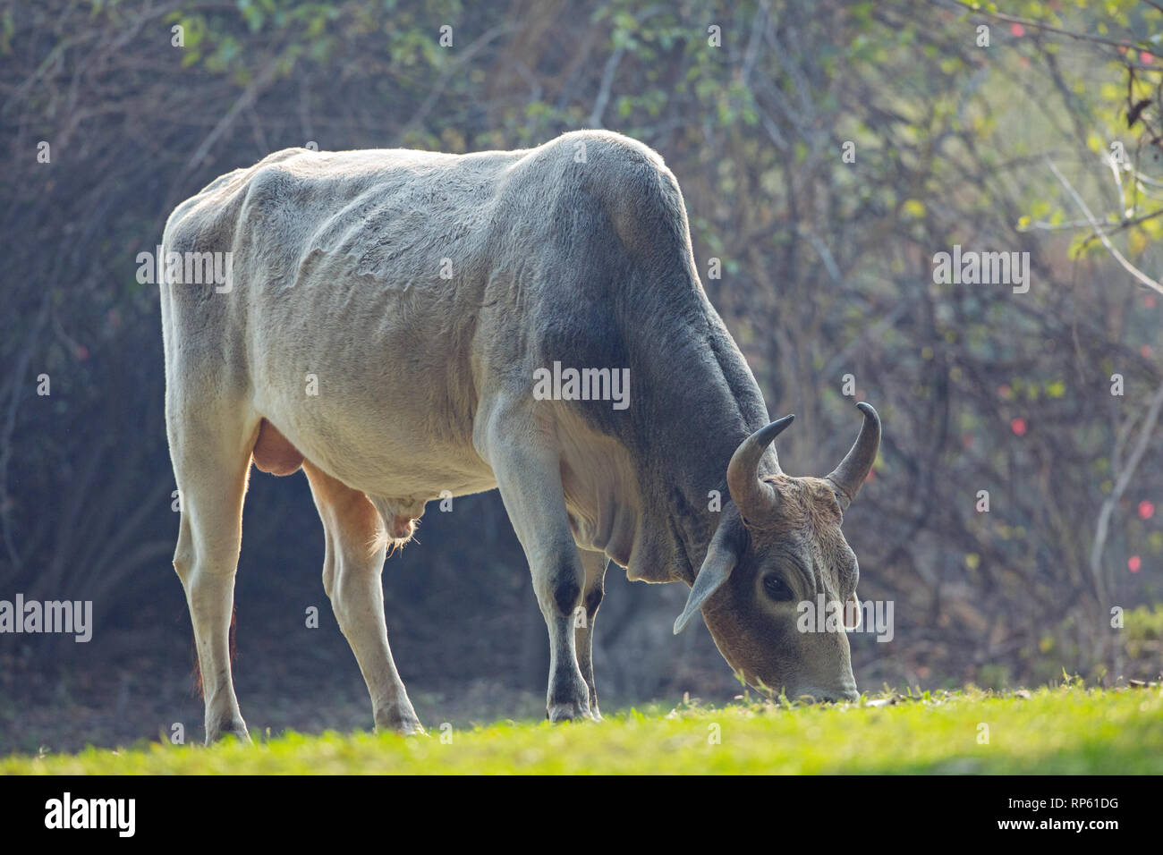 Zébu (Bos indicus) Bull, ou des hommes. Le pâturage. L'Inde. Banque D'Images