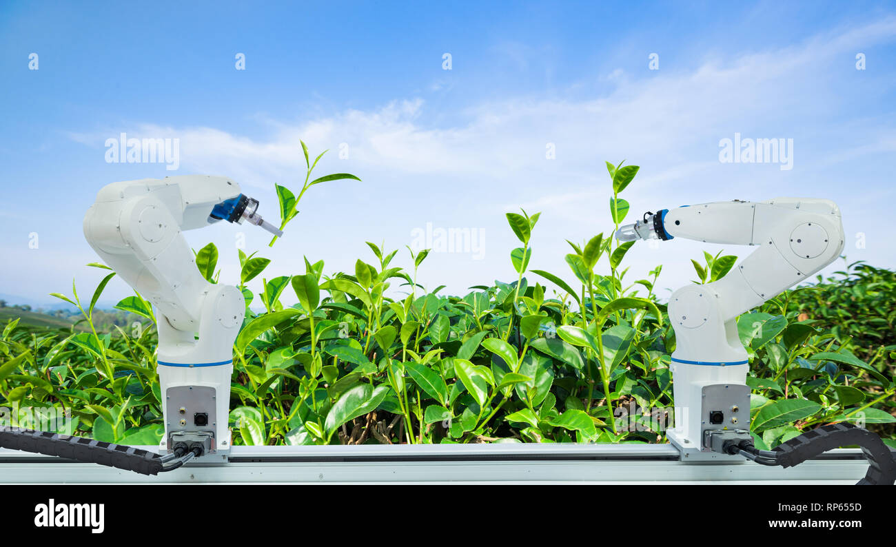 Robot agricole la récolte des feuilles de thé vert dans l'agriculture l'industrie, de la technologie Smart farm 4.0 concept Banque D'Images