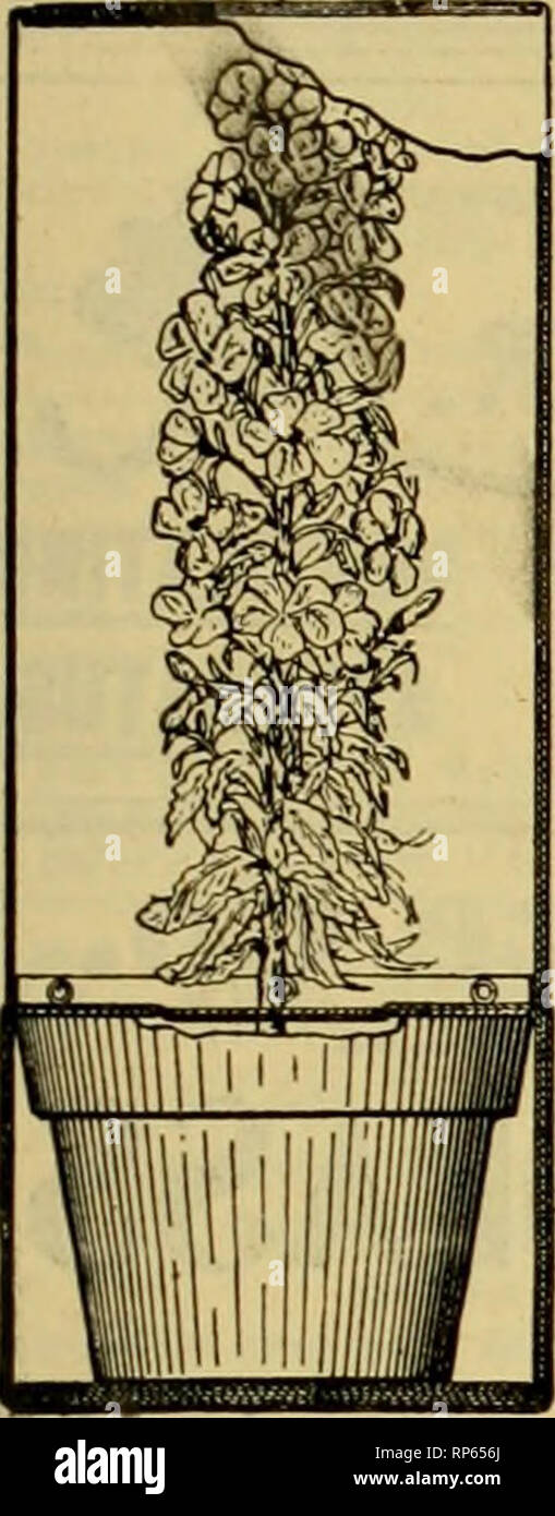 . La fleuriste américain : un journal hebdomadaire pour le commerce. La floriculture ; fleuristes. igo3. L'American Fleuriste. 829 à l'épreuve du gel d'une boîte d'expédition.. Une toute nouvelle boîte pliable pour les plantes. La boîte faite le plus léger. Les plantes peuvent être emballés dans un tiers du temps et aller jusqu'utilisé en toute sécurité dans tous les sens. Un économiseur d'argent dans le temps et dans l'express pour chaque fleuriste et pépiniériste. Également très utile pour les plantes de- livering dans les villes, et à être utilisé encore et encore. Vous avez besoin d'eux S(nd pour Deicriplive Littat Prix une fois à L. P. SEIGNEUR, Owatonna, Minnesota. Kramer's Pot cintres. Veuillez noter que ces images sont extraites de Banque D'Images