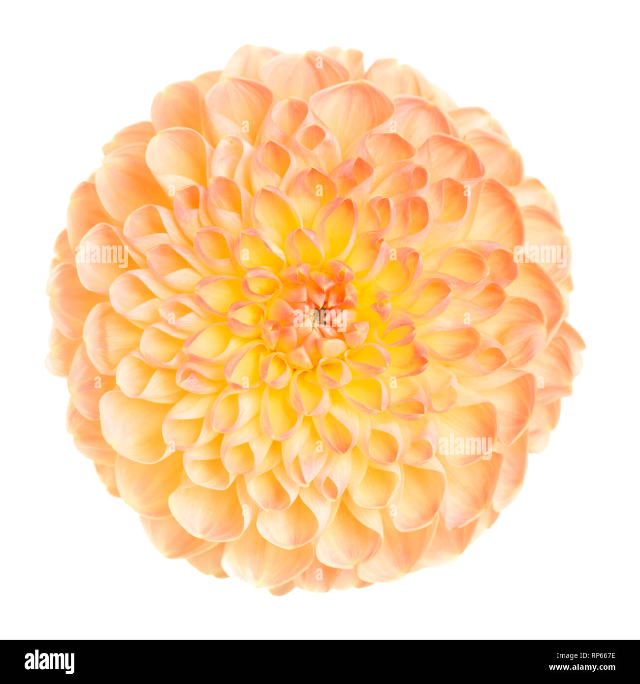 High Angle View of Dahlia Flower against White Background Banque D'Images
