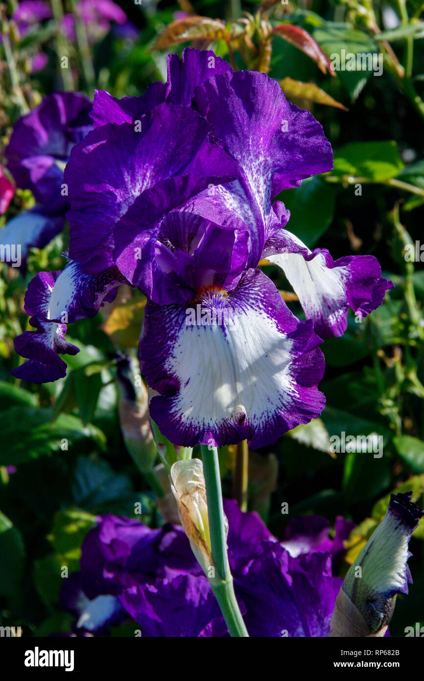 Close up de fleurs de mauve et blanc en sortant de l'iris (IRIS Photo Stock  - Alamy