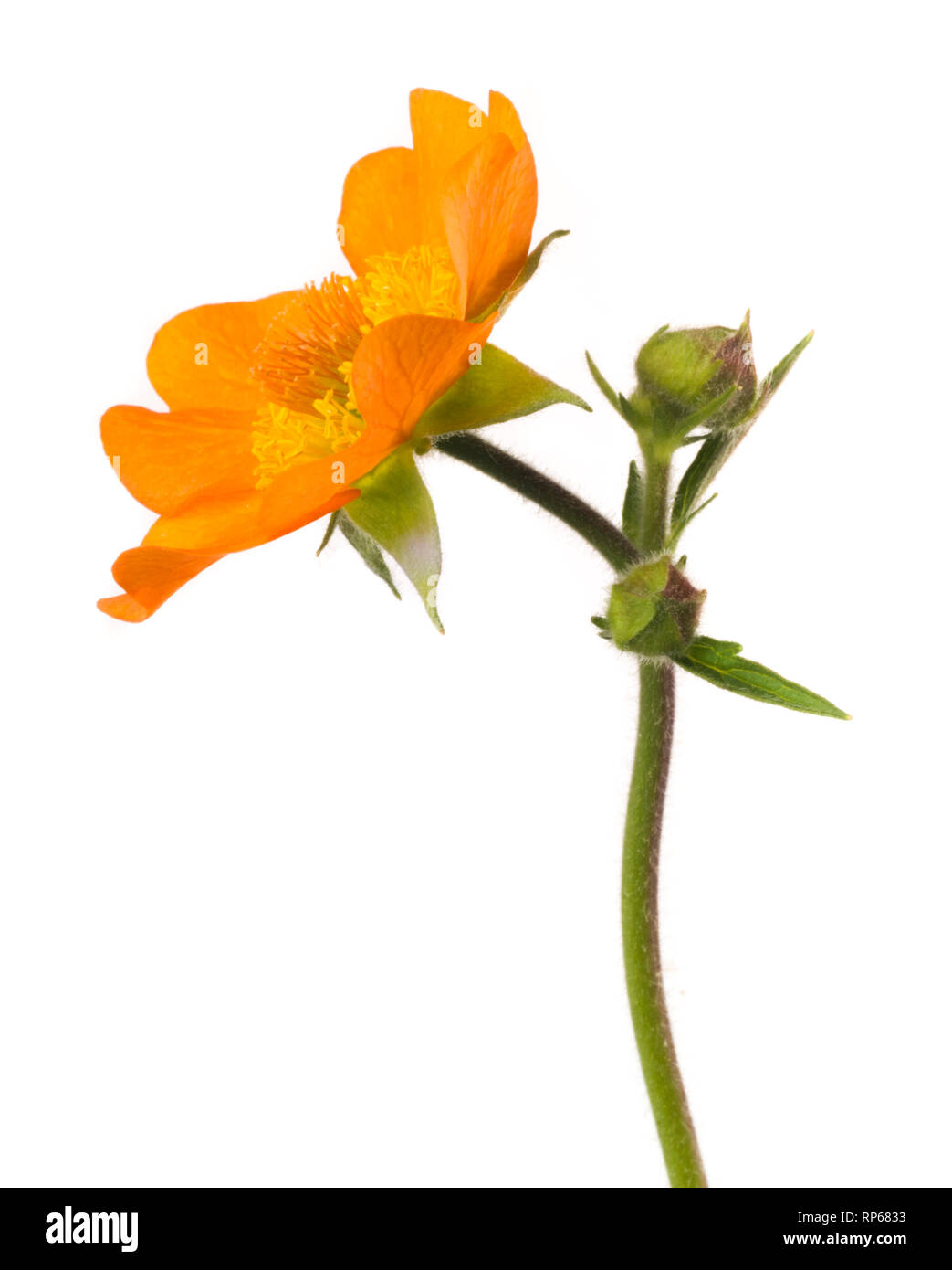 Geum Orange floraison contre fond blanc Banque D'Images