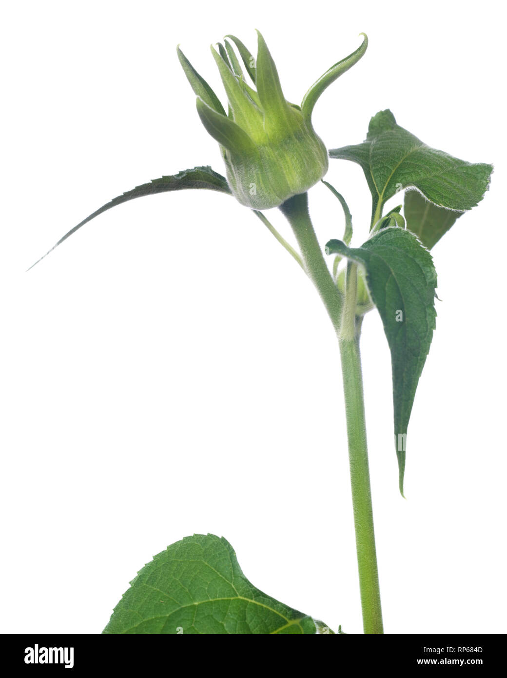 Le tournesol mexicain en herbe, Tithonia rotundifolia, against White Background Banque D'Images