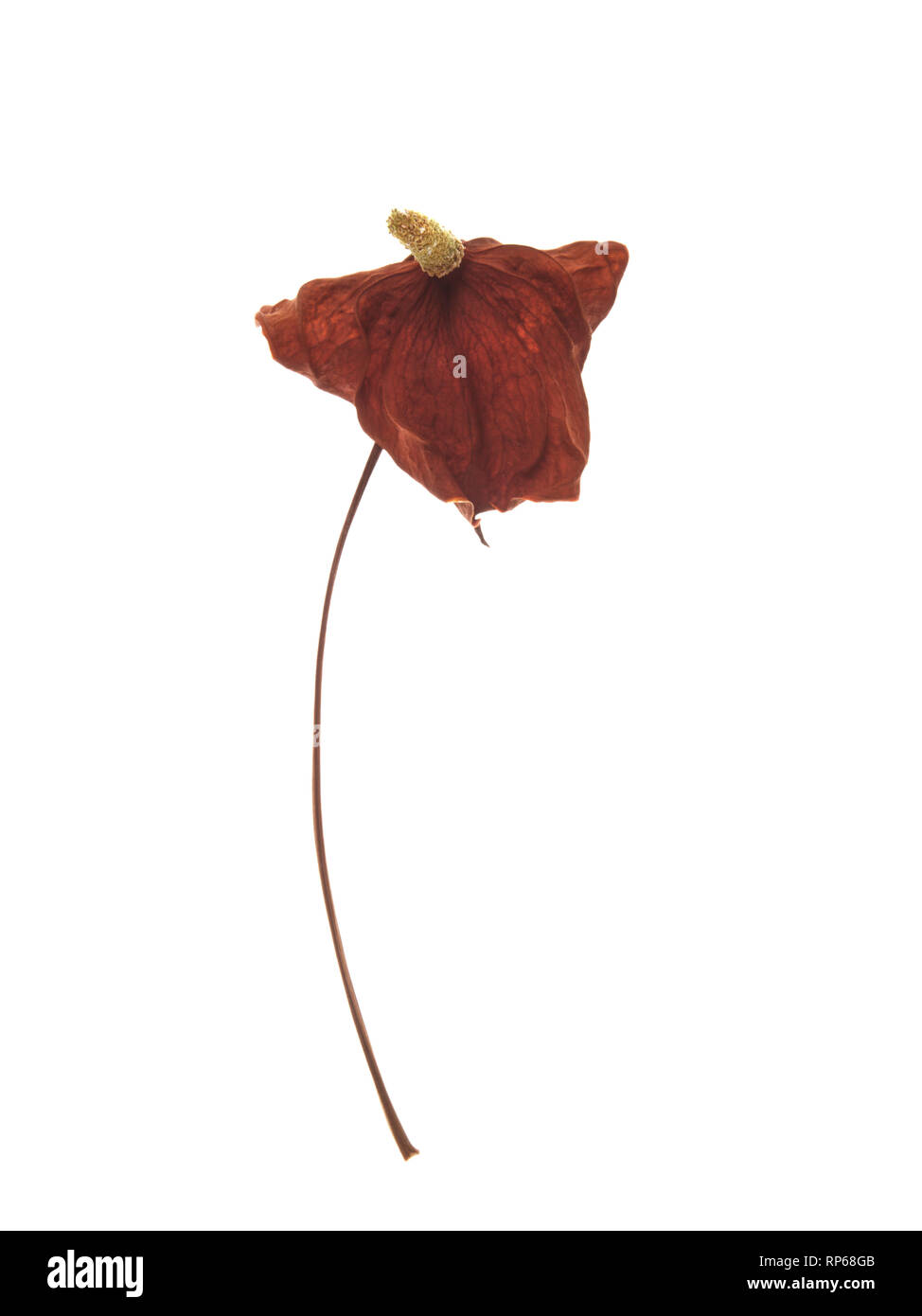 Fleur d'Anthurium séchées avec spathe et spadice against White Background Banque D'Images