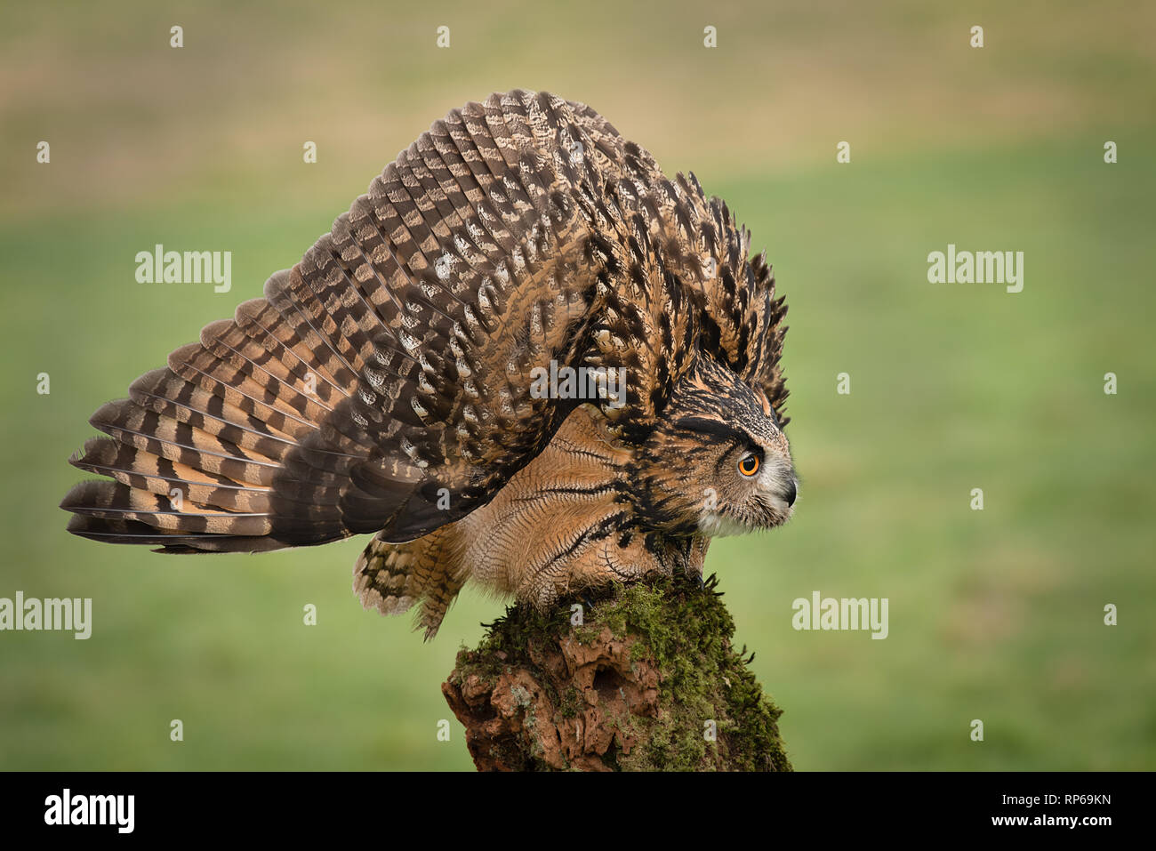 Un aigle tachetée en une menace ou de défense, avec des plumes ébouriffées d'augmenter la taille apparente. La tête est abaissée, et les ailes étalées et vers Banque D'Images