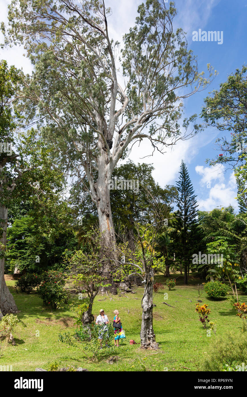 Saint Vincent Botanical Gardens, Kingston, Saint Vincent et les Grenadines, Lesser Antilles, Caribbean Banque D'Images