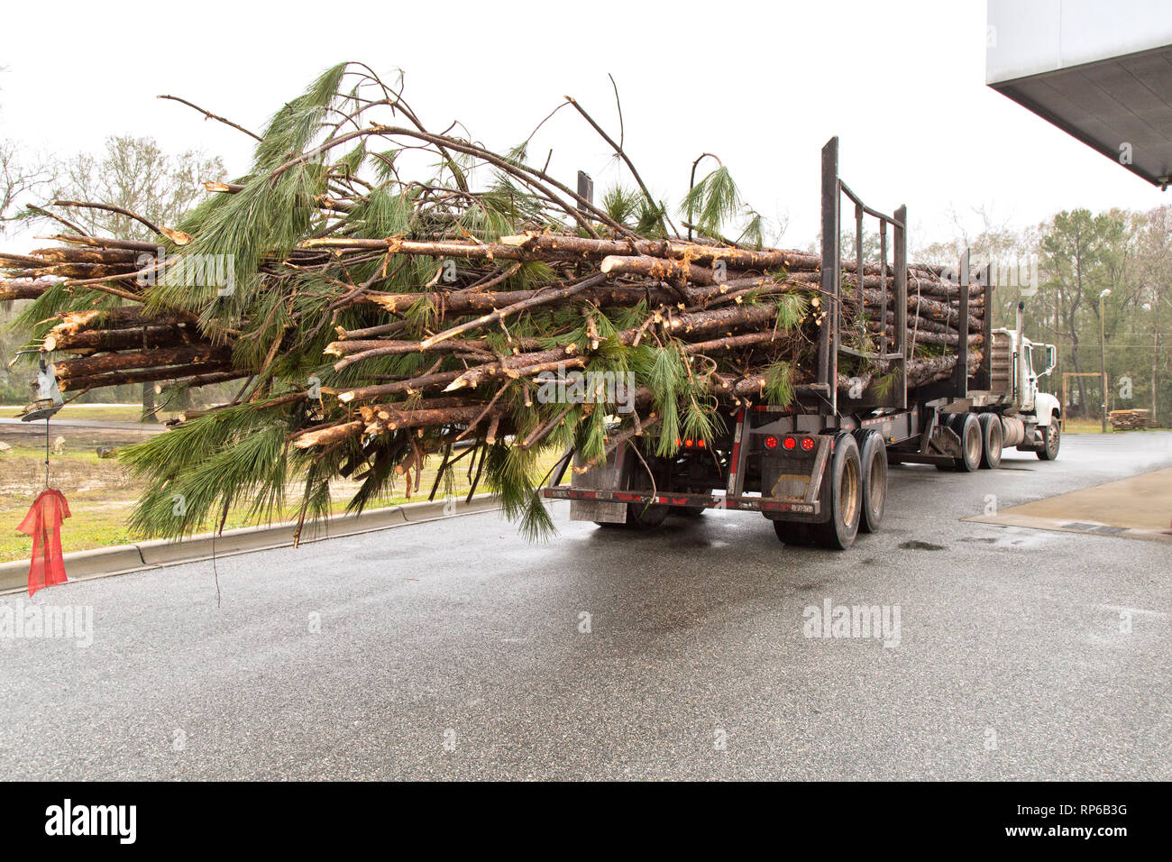 Transport par camion d'exploitation forestière du sud fraîchement récolté longue feuille 'pin Pinus palustris' de moulin. Banque D'Images