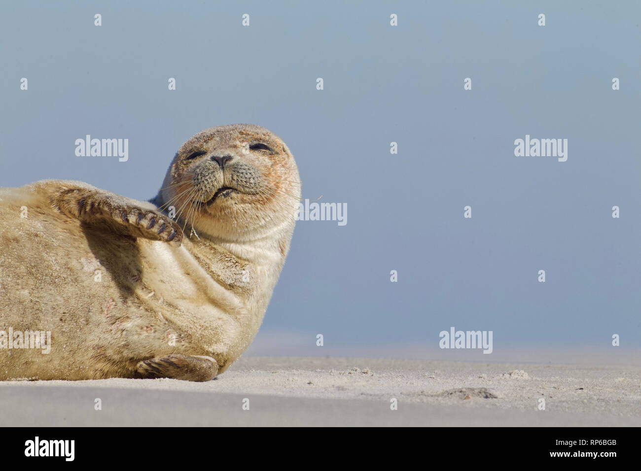 Un jeune phoque de soleil sur la plage à marée basse sur la plage de Long Island, New Jersey, sur la côte de l'Océan Atlantique Banque D'Images