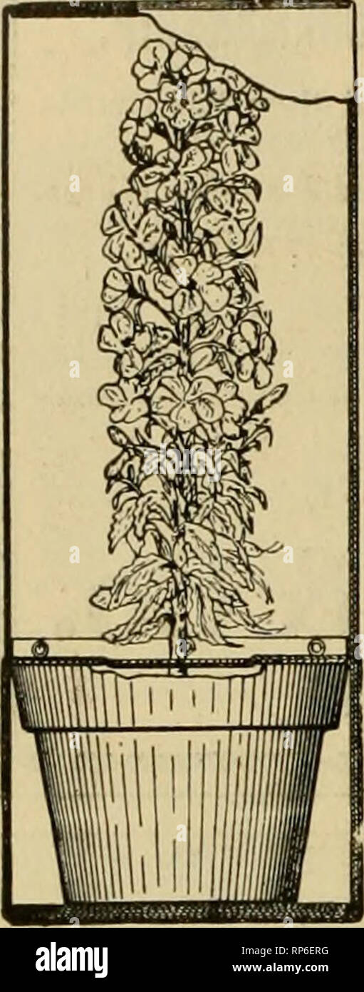 . La fleuriste américain : un journal hebdomadaire pour le commerce. La floriculture ; fleuristes. 784 l'American Fleuriste. Dec 12, une boîte d'expédition à l'ÉPREUVE DU GEL.. Une toute nouvelle boîte pliable pour les plantes. La boîte faite le plus léger. Les plantes peuvent être emballés dans un tiers du temps utilisés jusqu'ici et rendez-vous en toute sécurité dans evtry façon. Un économiseur d'argent à la chaux et express pour chaque fleuriste et pépiniériste. Également très utile pour les plantes de- livering dans les villes, et à être utilisé encore et encore. Vous avez besoin d'eux pour Noël. Envoyer : Descriptif POUR Träller au L. P. SEIGNEUR, Owatonna, Minnesota. Kramer's Pot cintres. Veuillez noter que ces images Banque D'Images