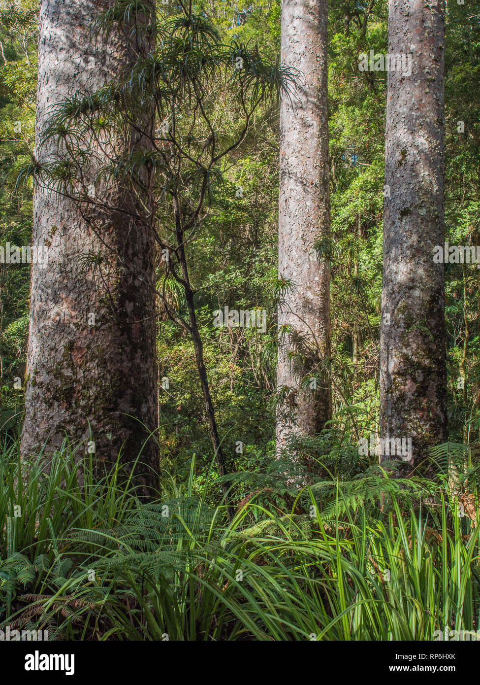 Kauri, les troncs d'arbres dominant de sous-bois, dans la région de Puketi Forest, Northland, Nouvelle-Zélande Banque D'Images