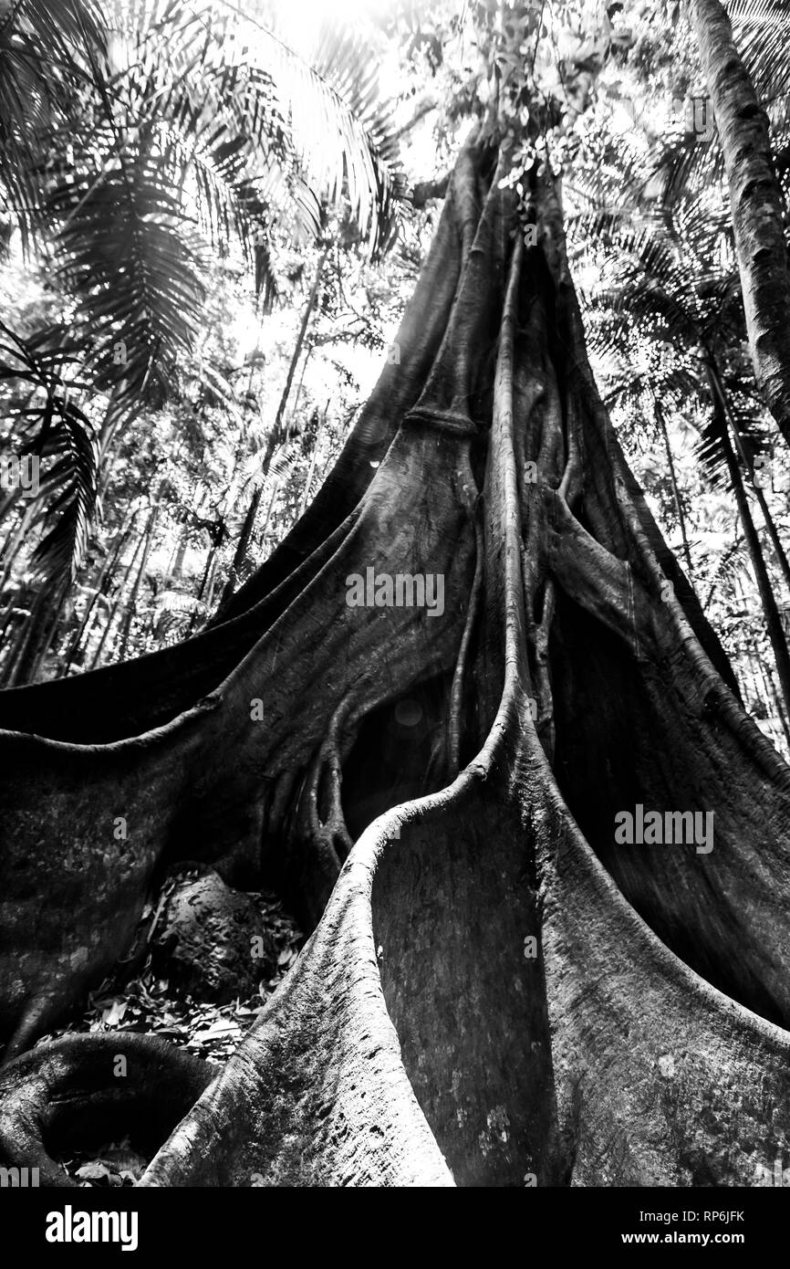 Image en noir et blanc des racines figuier géant Banque D'Images