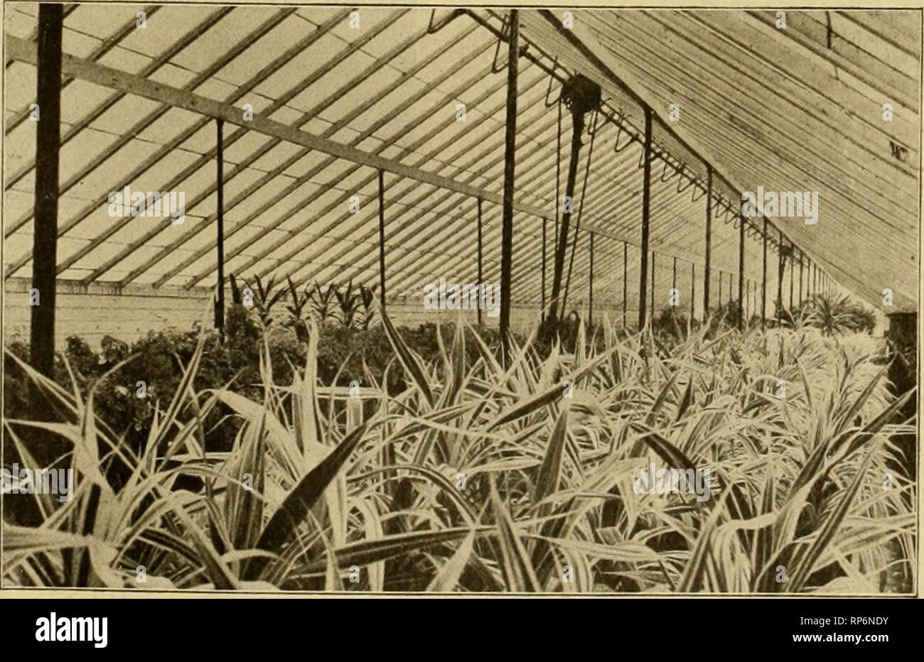 . La fleuriste américain : un journal hebdomadaire pour le commerce. La floriculture ; fleuristes. igo3. L'American Fleuriste. 713 M. Rayner est très belle Coupe, mariée et Demoiselle Golden Gate, et pense que sa perspective de fleurs de noël- très flatteur. F. Walker &AMP ; Société avait beaucoup d'usines dans une des boutiques de l'édifice maçonnique, qui a été détruit par un incendie. J. W., Knadler le pépiniériste, récemment rencontré un accident grave, obtenir un pied pris dans une machine de coupe. Anders Rasmussen, de New Albany, a tenu une exposition de chrysanthèmes et fait une honorable. H. G. W. Baltimore. IM COMMERCE Banque D'Images