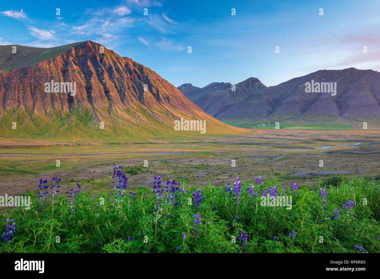 Lupins d'été et la montagne à proximité, Dyrafjordur Pingeyri. Westfjords, Islande. Banque D'Images