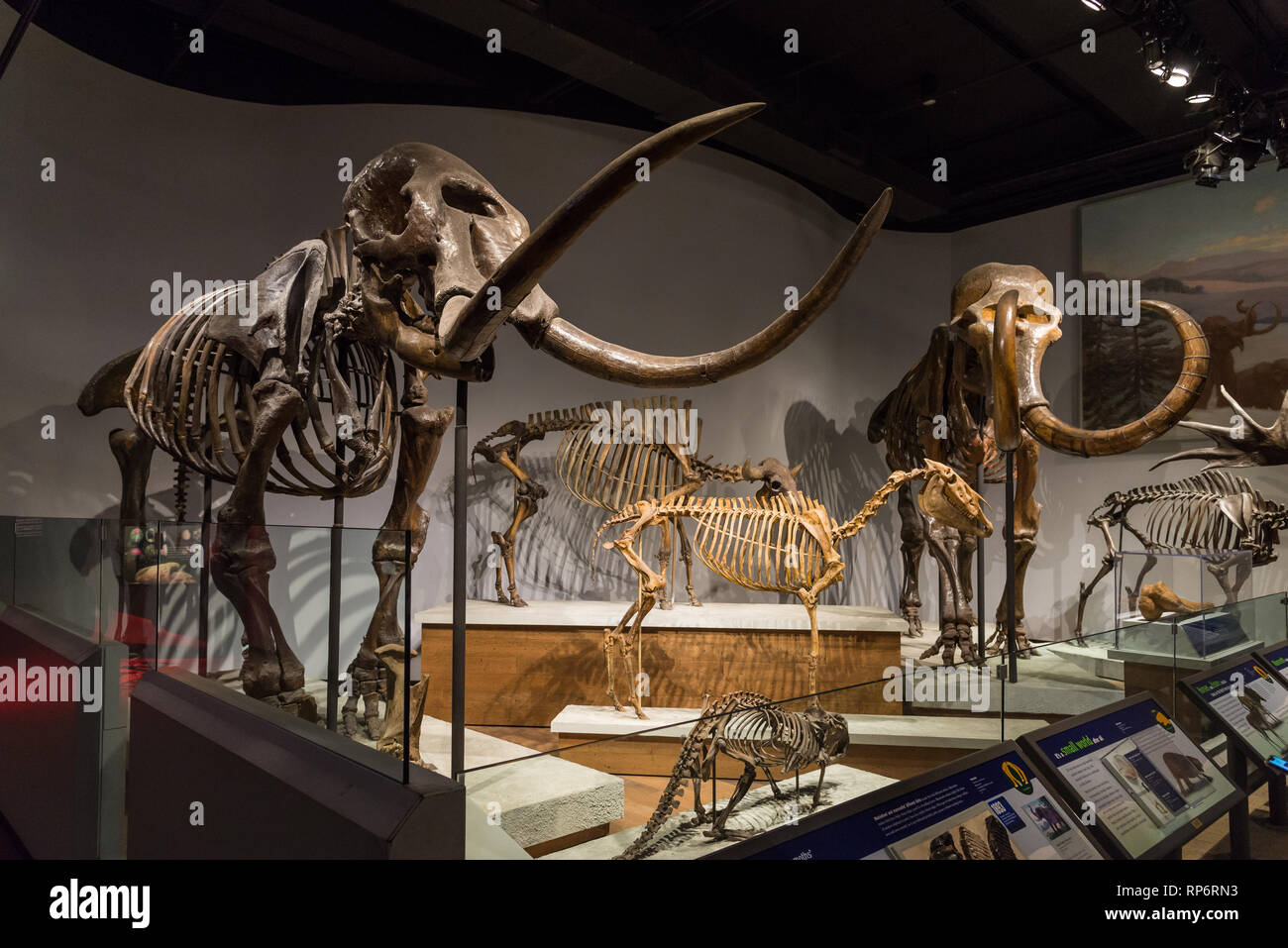 Des squelettes fossiles de Mastodon et le mammouth. Les mammifères de la pièce de l'âge de glace. Le Field Museum. Chicago, Illinois, USA. Banque D'Images