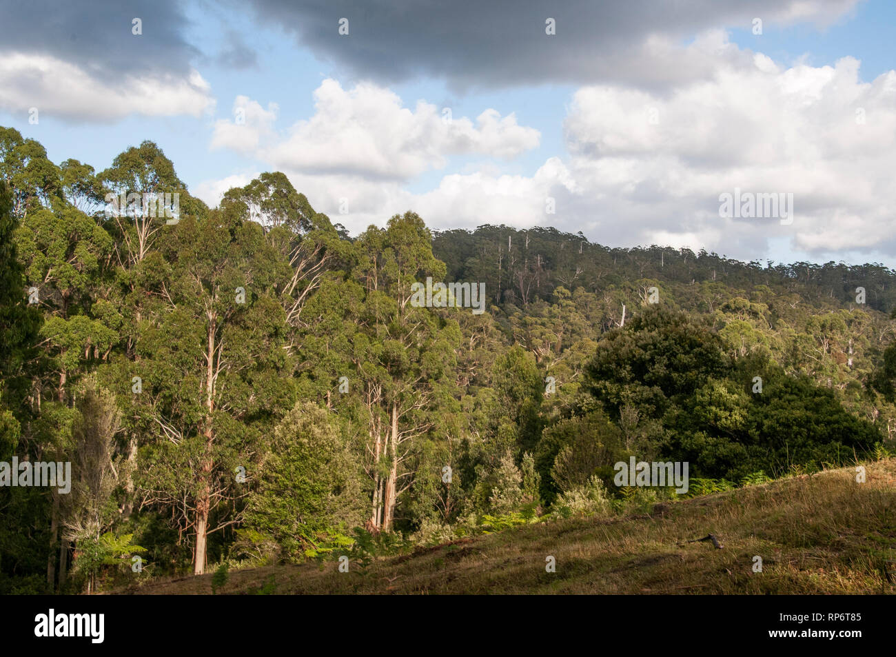 Eucalyptus indigènes forêt de la Otway Ranges près de Marengo, Great Ocean Road, Victoria, Australie Banque D'Images