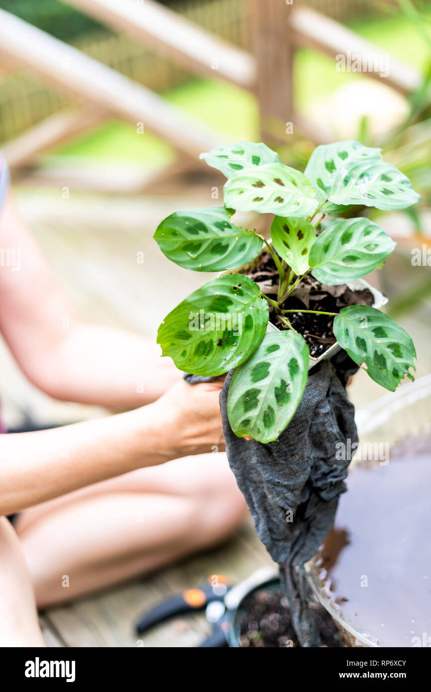 Femme De Ménage Lavage Calathea En Pot Plante Paon Zebra