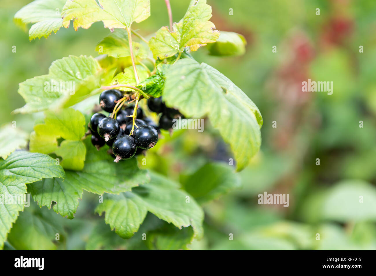 Hanging Groseillier noir grande maturation des baies sur tige de plante avec bush bokeh macro en Russie ou Ukraine jardin datcha ferme avec couleur sombre Banque D'Images