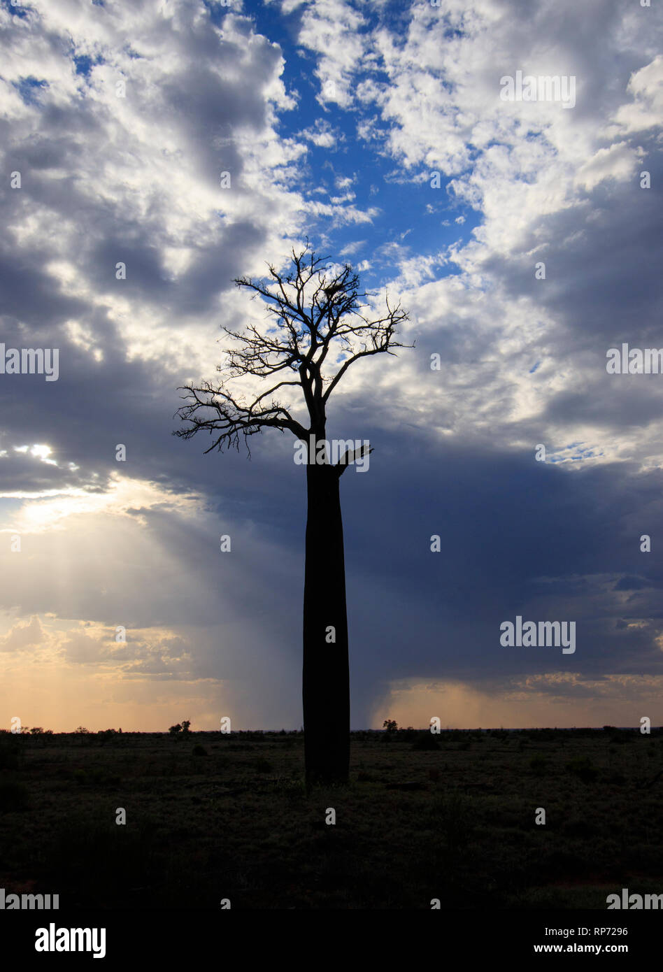 Une bouteille Tree silhouetted en fin d'après-midi la lumière avec soleil et nuages de pluie et tempête en arrière-plan. Banque D'Images
