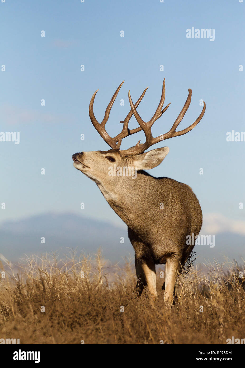 Classe trophée Cerf mulet buck 'lip curling' avec un ciel bleu clair et les montagnes Rocheuses au loin Banque D'Images