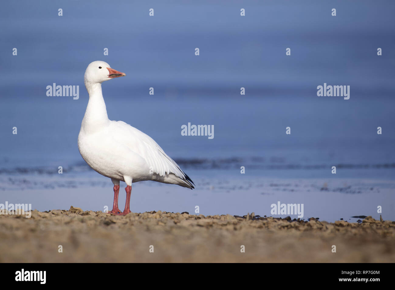 Snow Goose posant majestueusement sur la rive d'un lac gelé recouvert de glace en hiver Banque D'Images