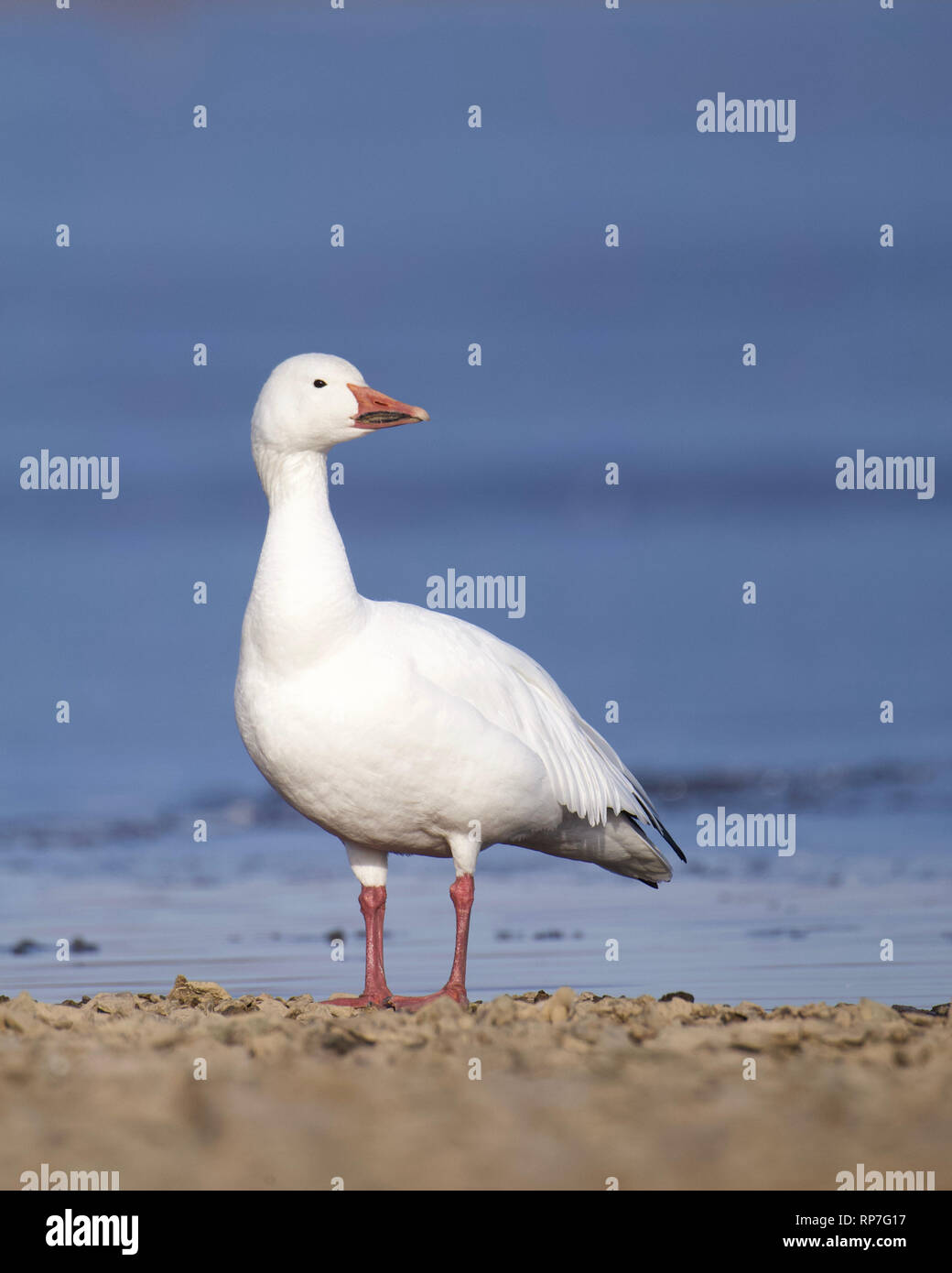 Snow Goose posant majestueusement sur la rive d'un lac gelé recouvert de glace en hiver Banque D'Images