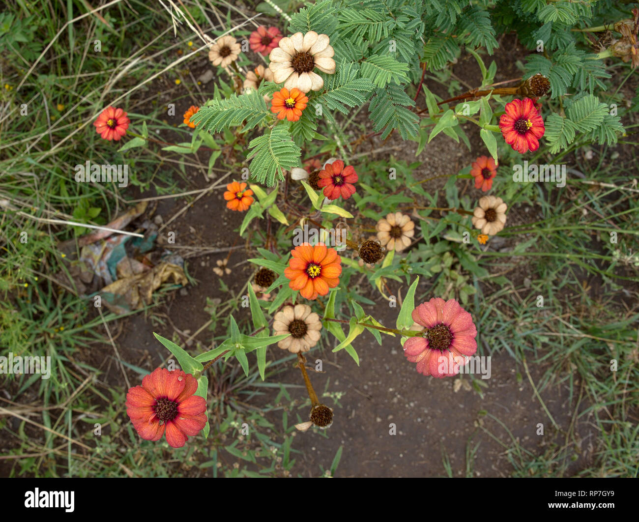 Des fleurs colorées près de la Villa de Merlo, San Luis, Argentine. Banque D'Images