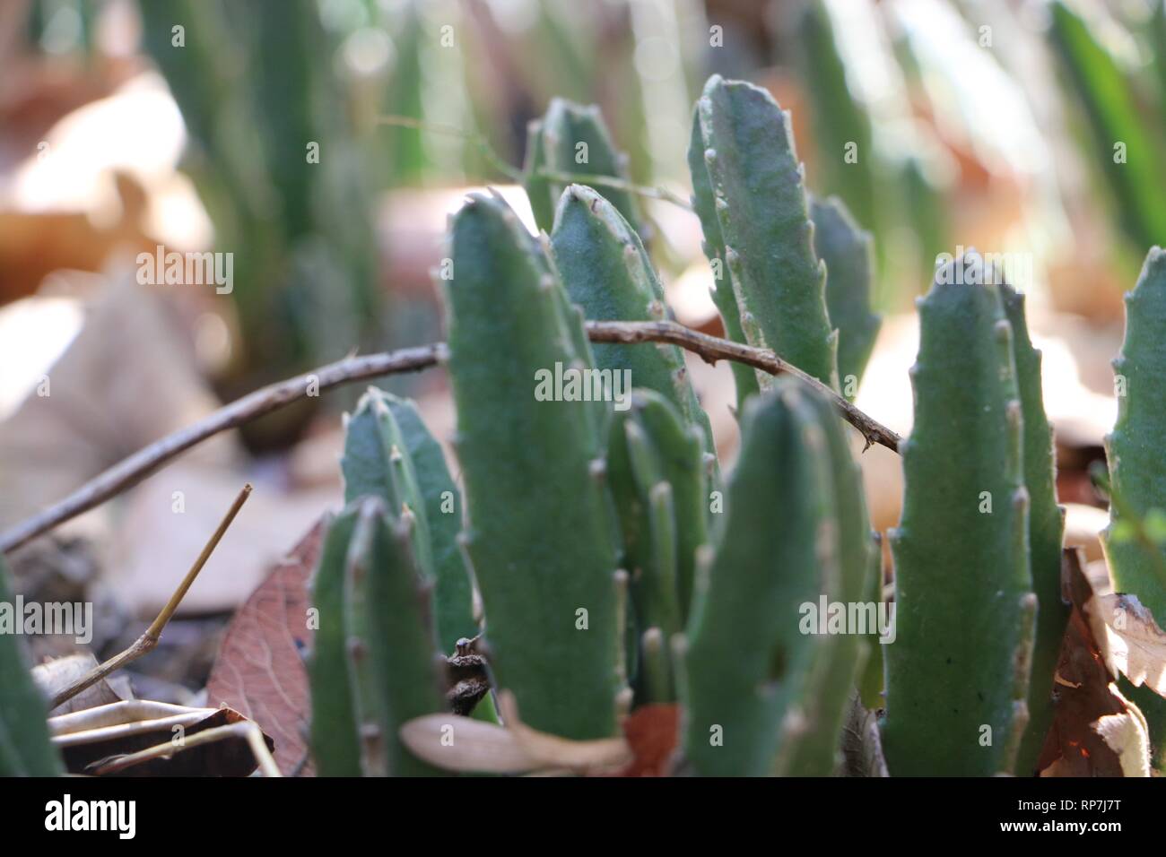 Groupe de cactus bébé à une petite branche dans le sol Banque D'Images