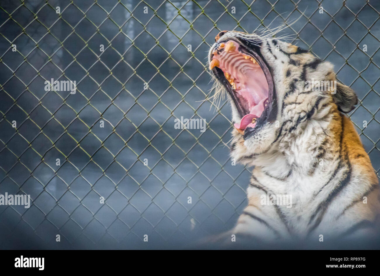 Un noir rayures transversales Siberian Tiger in Jacksonville, Floride Banque D'Images