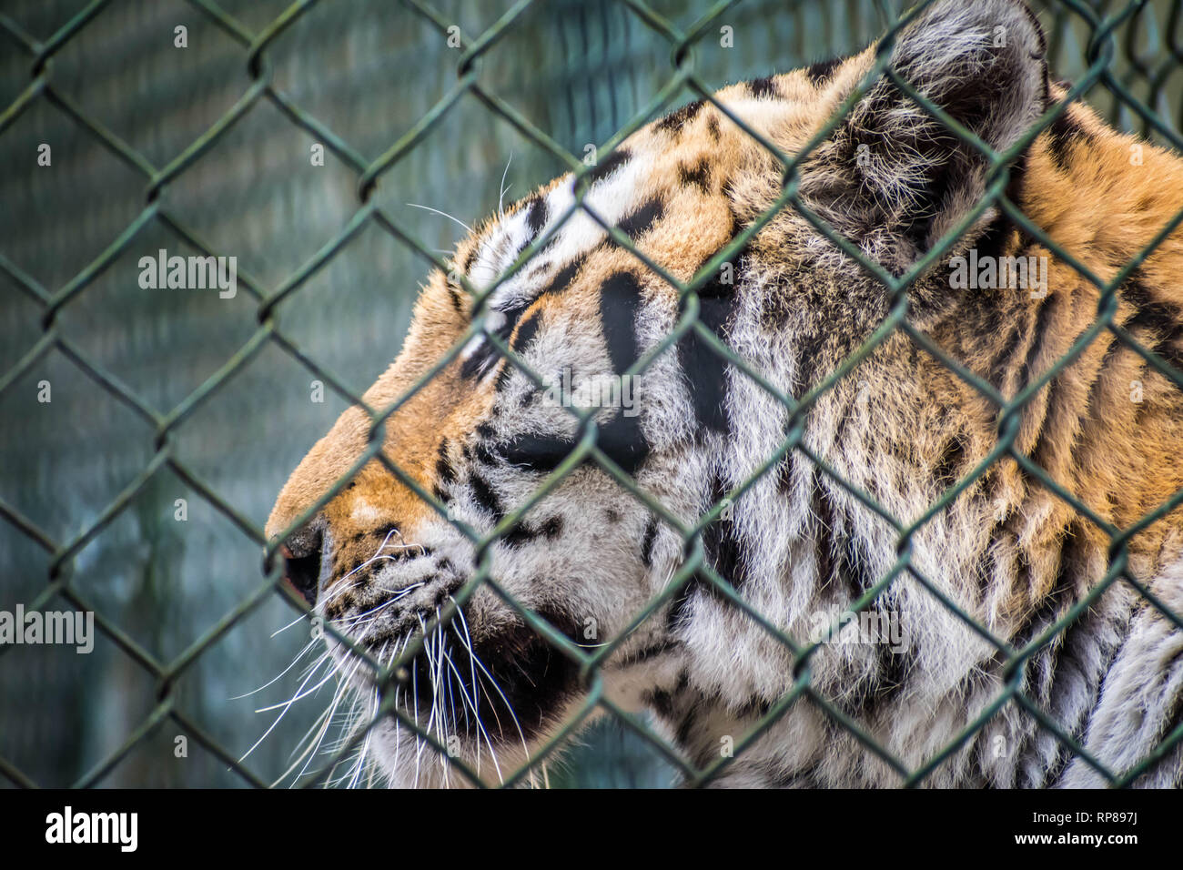 Un noir rayures transversales Siberian Tiger in Jacksonville, Floride Banque D'Images