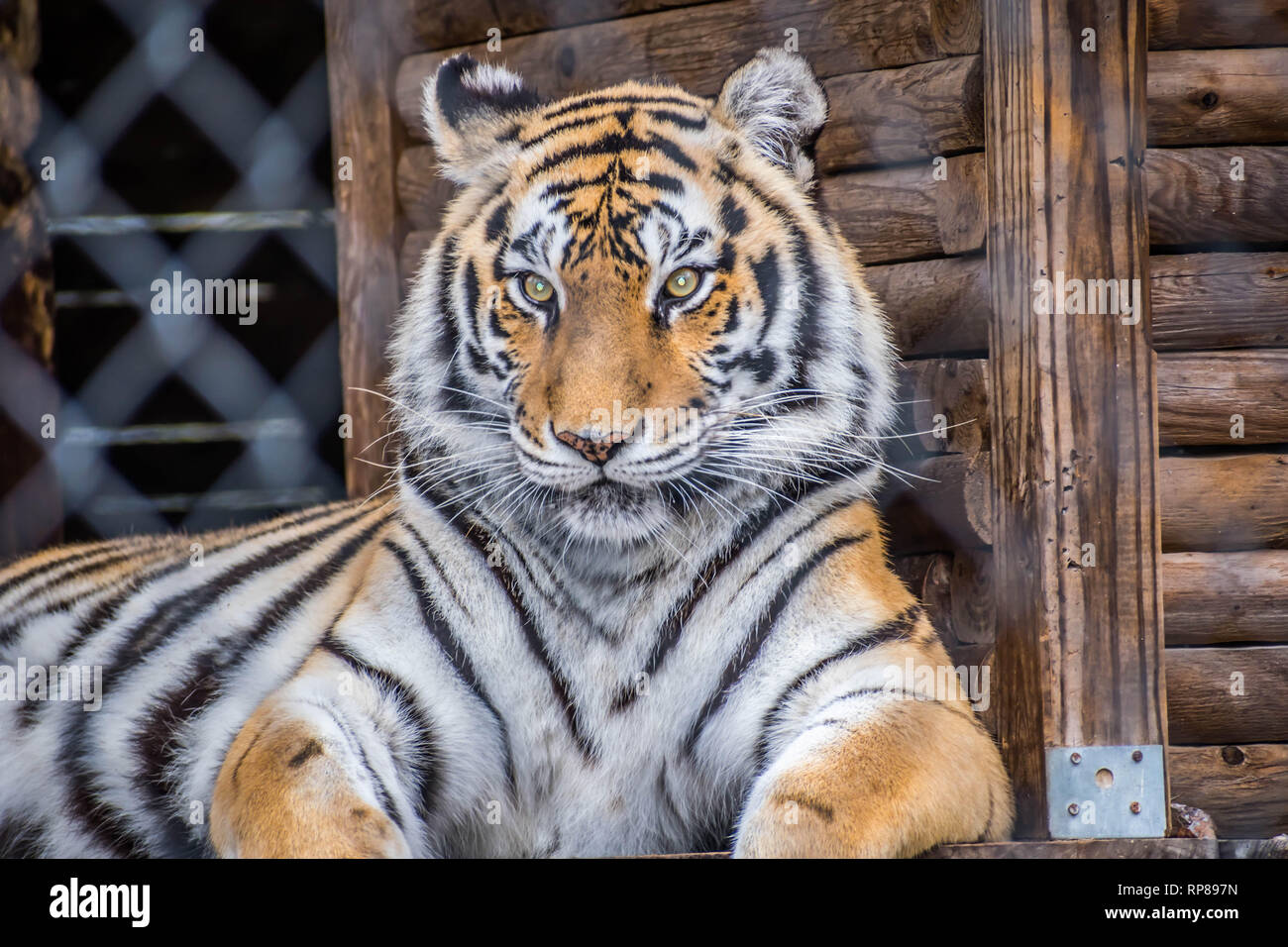 Un noir rayures transversales Siberian Tiger in Jacksonville, Floride Banque D'Images