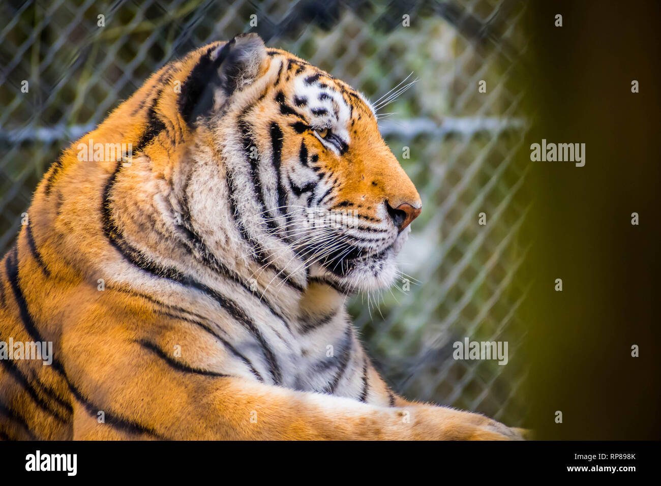 Un noir rayures transversales Siberian Tiger in Jacksonville, Floride Banque D'Images