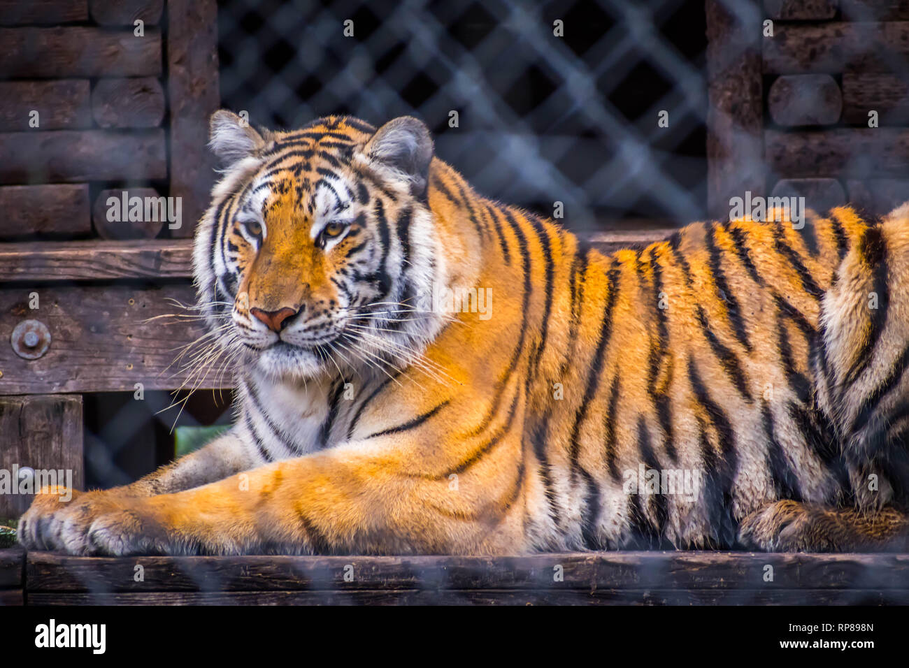 Un noir rayures transversales Siberian Tiger in Jacksonville, Floride Banque D'Images