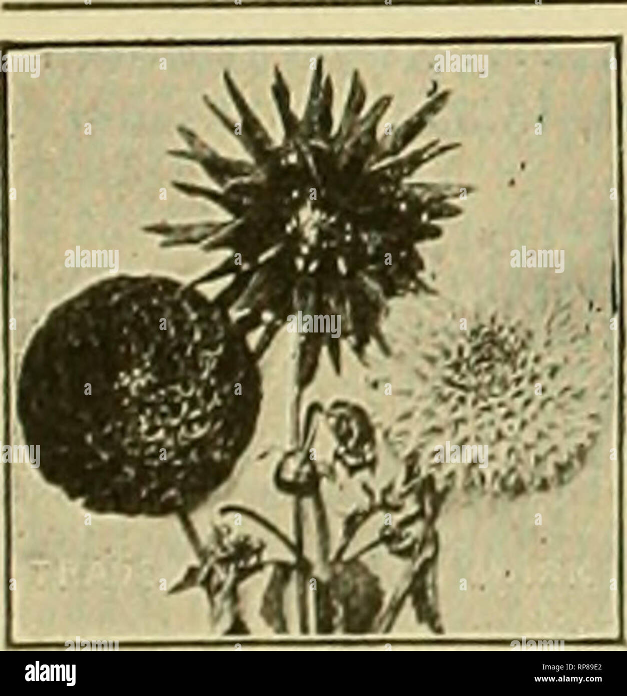 . La fleuriste américain : un journal hebdomadaire pour le commerce. La floriculture ; fleuristes. soo le fleuriste américain. Mar. /^ OCNCRAL HERBACCOIS, LISTE OU LES PLANTES. Par 100 cultivés au champ. L'Achillea, la perle, p 3 00 Achillea filipendula, p 300 l'Achillea roseum, p ?Ra Adonis vernalis. fg 4 RENDEZ-coronarla Agrostemma Agrostemma, fg 400 Flos Jovis, fg 400 Anemone sylvestris, ^P R2 Anemone Japonica rubra, p 300 Anemone, J. "tourbillon." 2-en 300 Anemone Penn. 2-in. ABclepias 300 pots pulchra, p 600 Ascleplas tuberosa, p 3 00 Apois tuberosa. p 300 Armerla maritima, p 300 Arabls alpina. p 300 Artemi Banque D'Images