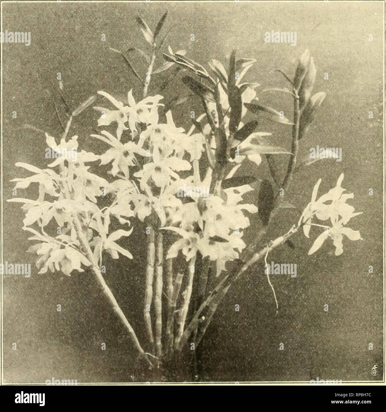 . La fleuriste américain : un journal hebdomadaire pour le commerce. La floriculture ; fleuristes. Dendrobium Splendidissimum. C. aurea. chrysotoxa L'illustration montre une fleur, les deux dents droites avec fleurs ayant les sépales et pétales jaune, bordée et faiblement tachetés de brun rougeâtre. La lèvre ne couvre que partiellement la colonne et la partie extérieure où il enveloppe ce dernier est rose pâle, de plus en plus profondément à l'avant et avec une tache jaune à la gorge. La colonne est blanc. C'est un hybride intéressante et belle et il a reçu le prix du mérite de la Société d'horticulture belge (syndi- cat des Horticu Banque D'Images