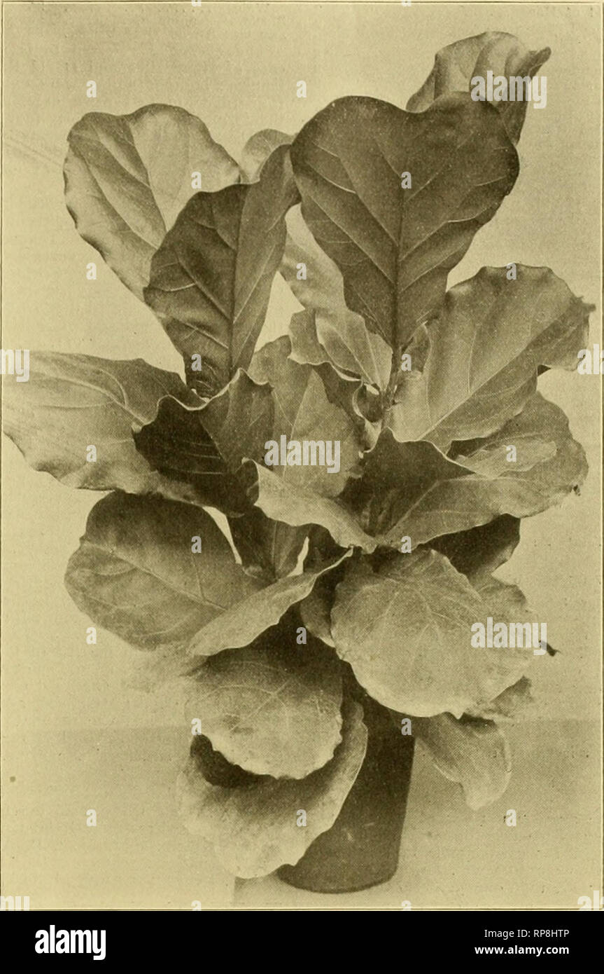 . La fleuriste américain : un journal hebdomadaire pour le commerce. La floriculture ; fleuristes. igo6. L'American Fleuriste. Aurora 203 10 RMI. Joseph Chamberlain 10 Dame Aberdare 9 Dame Mary-Ormesby-Gore 9 llaid d'Honneur 9 M. Geo. Higgiuson. Mme Smith Jr 9 chevaliers 9 Le capitaine des Blues S Comtesse Cadogan S duc de Clarence s Nymphfea S Beauté mouchetée S Lever du Soleil Coucher du soleil 8 Charme S ?7 7 6 Mme Dugdale Admiration Lady Mary Currie G Mlle H. C. Philbrick 6 Sydenham Rosle 6 sénateur 6 G Sensation Blanche Burpee, comtesse d'Aberdeen 5 5 John Ingman ? 5 LiOttie Hutchins 5 semis 5 ?Golden Gate 4 Gr Banque D'Images