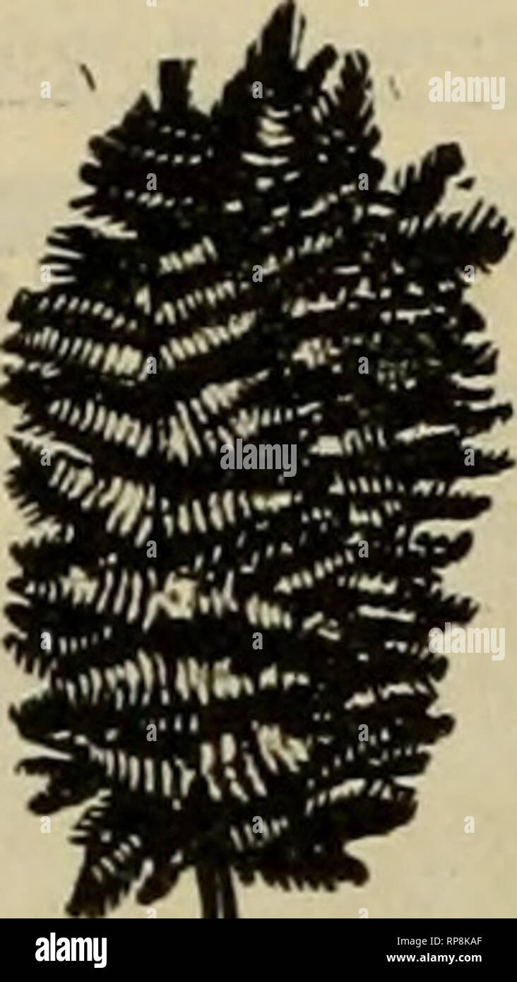. La fleuriste américain : un journal hebdomadaire pour le commerce. La floriculture ; fleuristes. DAQQBR. Un grand stock constamment à la main. Pouvez remplir des ordres à tout moment, de téléphone ou de télégraphe. BOSTON, MASS. Téléphones : 2617-2618 ; principal Fort Hill 25290. 15 rue de la province et 9 Chapman Place,. Plaqués de fougères, 38 à Broadway, 1,75 $ par nouvelle récolte 1000 Oalax, bronze ou vert 1,25 $ par 1000 : l".E9", $7,50 Sphaiinuin Moss, de grosses balles 1,25 : 6 balles, 7,00 $. Lencolhoe extra fines gouttelettes, vert et bronze $1,00 par 100 : 7,50 $ par 1000 Le Buis par botte. 35c ; 50 livres de cas, $8.50 les fleuristes au milieu et WesteraSt Banque D'Images