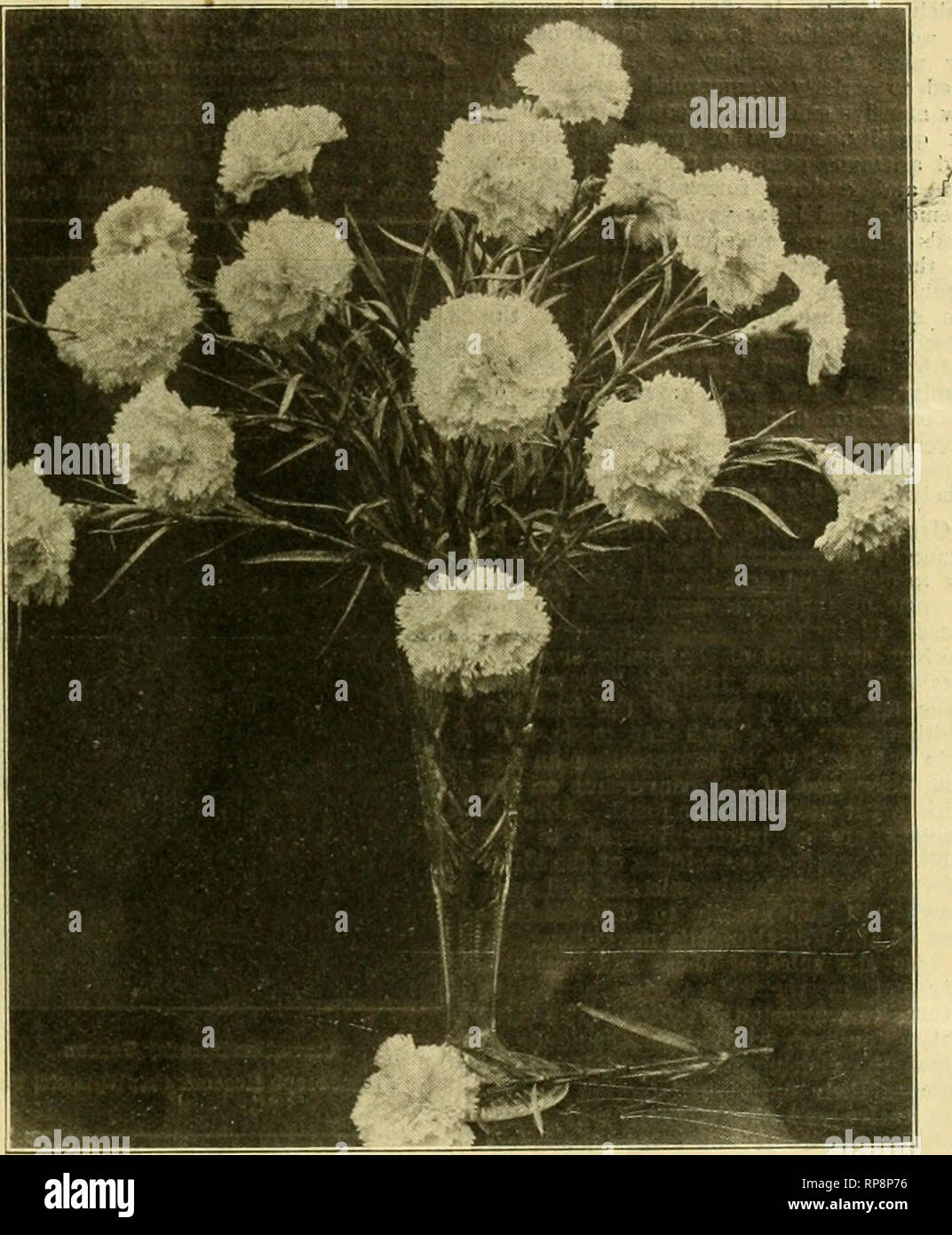 . La fleuriste américain : un journal hebdomadaire pour le commerce. La floriculture ; fleuristes. igog. L'American- Fleuriste. J. Whitcomb Riley était parmi les personnes disparues mais avait un bon représentant de la nouvelle fine carnation jaune qui Bertermami Bros, ont nommé d'après lui. J. D. Cannody est beaucoup demandé mais risque d'avoir beaucoup de ce qui est intéressant de nous parler de la juste ceux du Mexique, plus tard. Le secrétaire a déclaré que quelque 40 noms ont été ajoutés à la qualité de membre cette année, près de 25 à l'Indian apolis- réunion. Le Pennsylvania Railroad ne tolérera pas l'innocent jeu de solitaire en j Banque D'Images