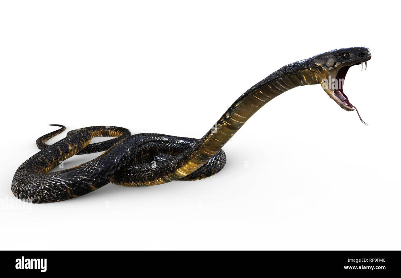 3d illustration King Cobra le serpent venimeux le plus long du monde isolé sur fond blanc, King Cobra Snake, 3D Rendering Banque D'Images