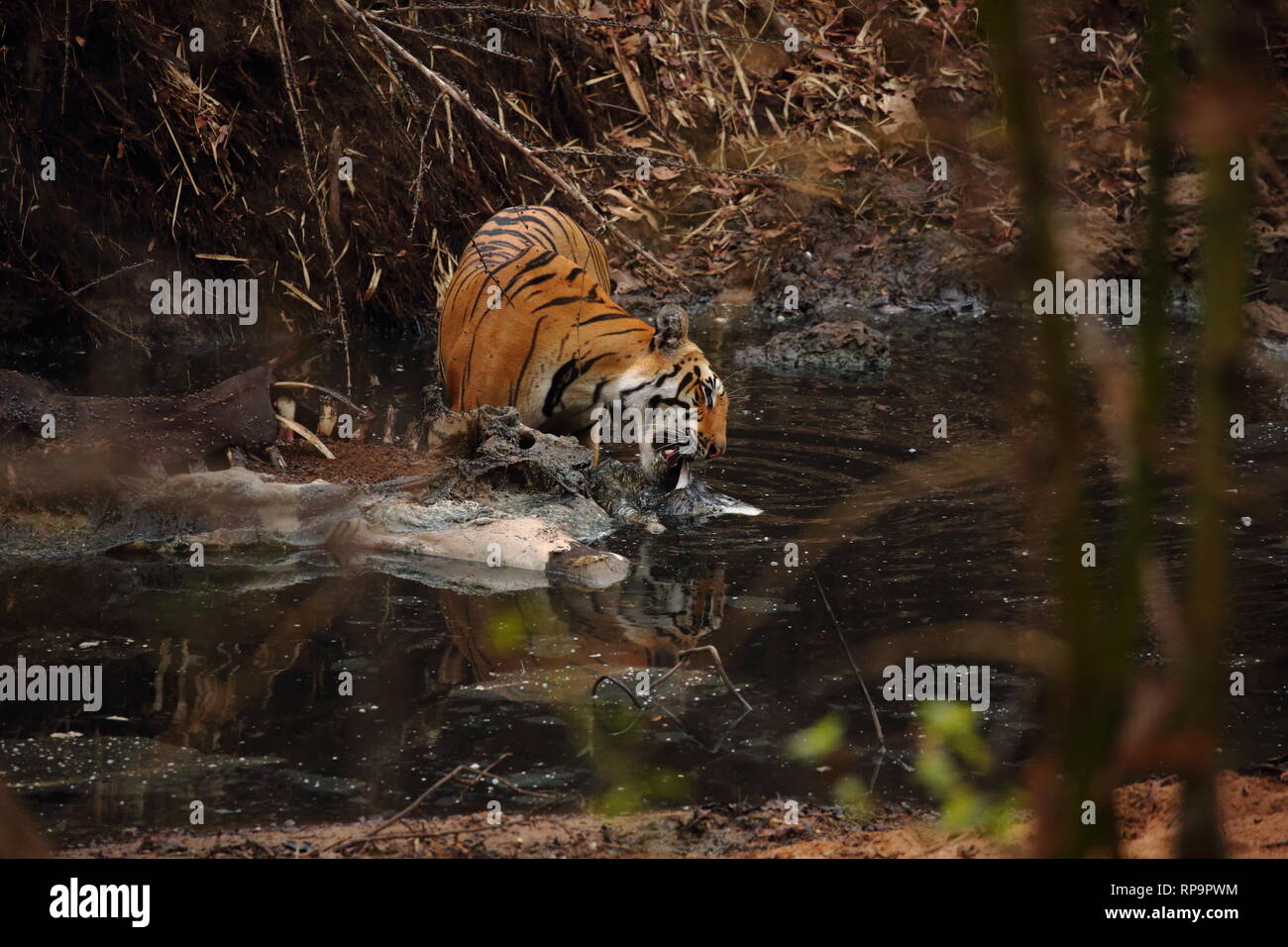 Habitat du tigre Banque de photographies et d’images à haute résolution ...