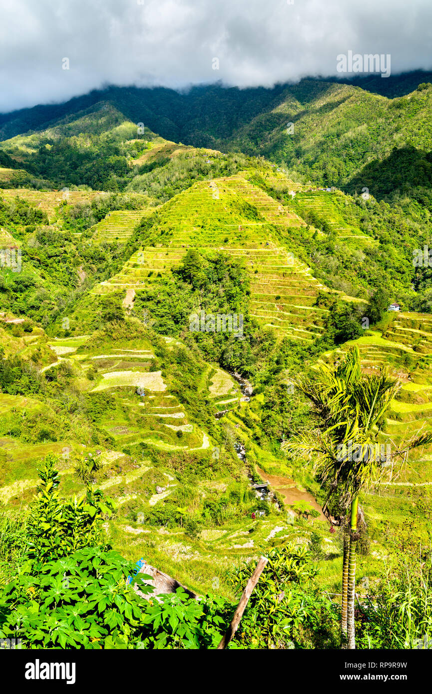 Les terrasses de riz de Banaue - le nord de Luzon, l'UNESCO patrimoine mondial en Philippines. Banque D'Images