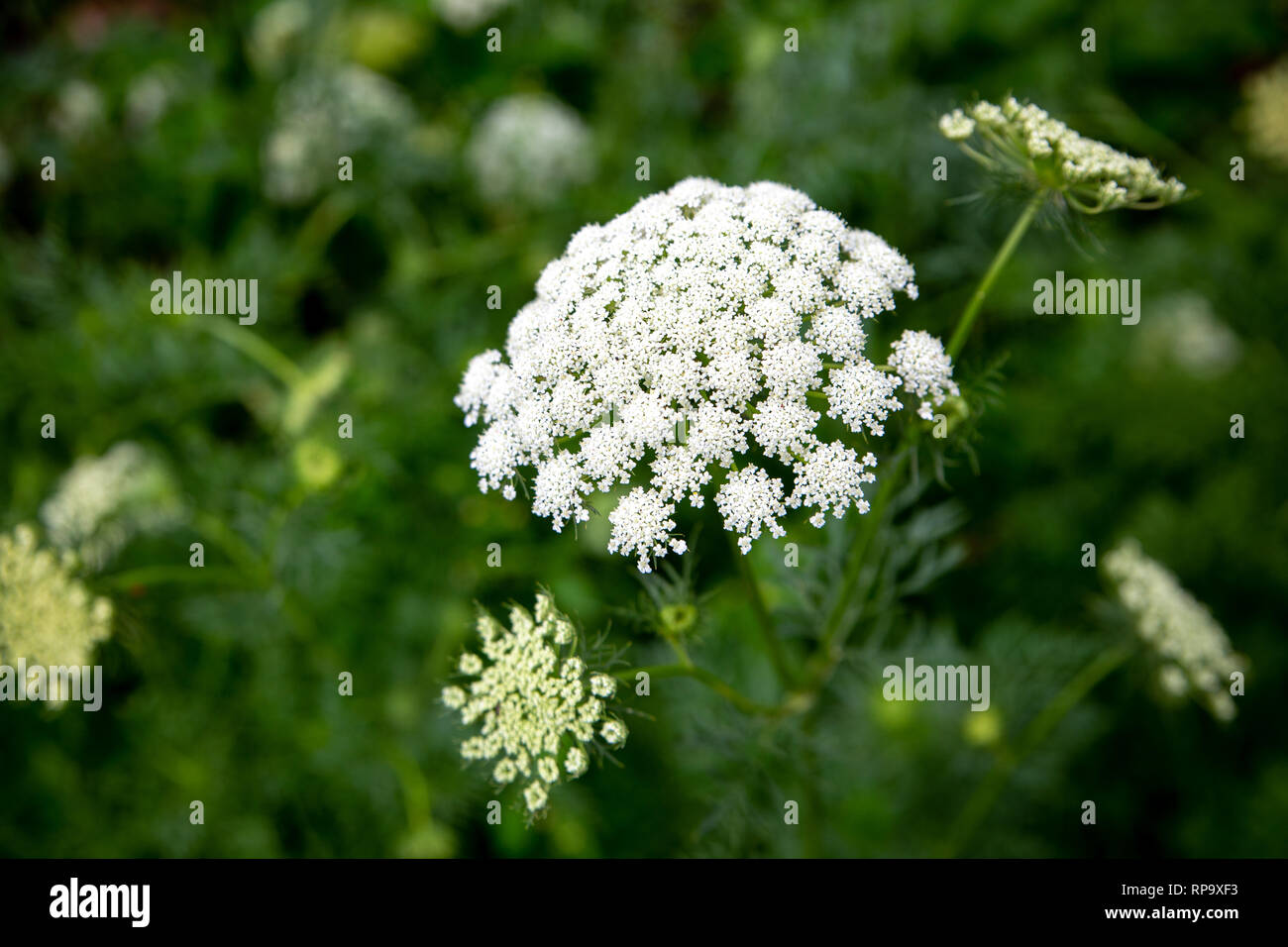 Les plantes cultivées pour la semence de carotte ont des fleurs en dentelle blanche ronde Canterbury, Nouvelle-Zélande Banque D'Images