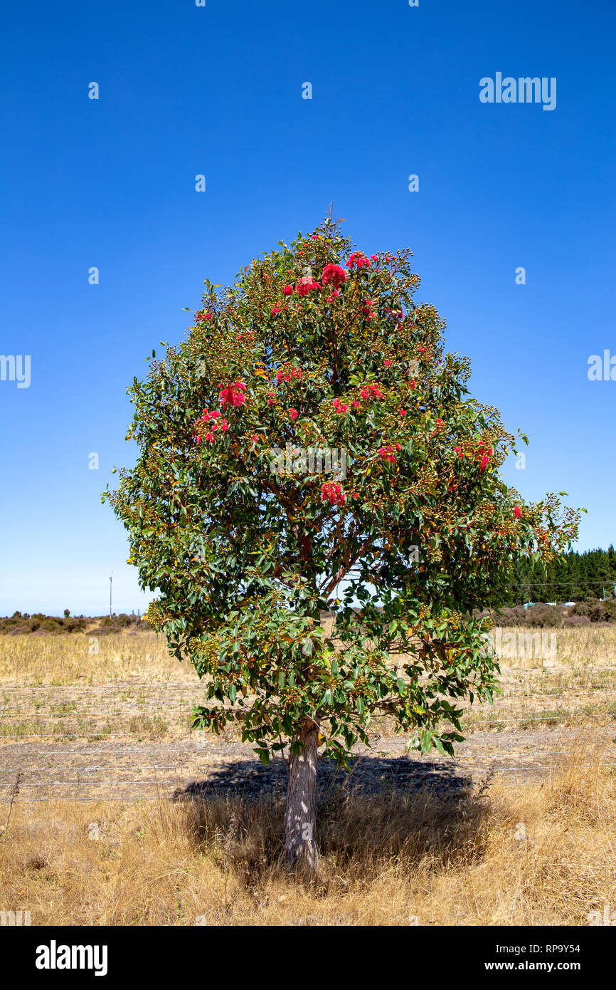 Un jeune arbre gomme à floraison Birdlings Télévision, Canterbury Banque D'Images